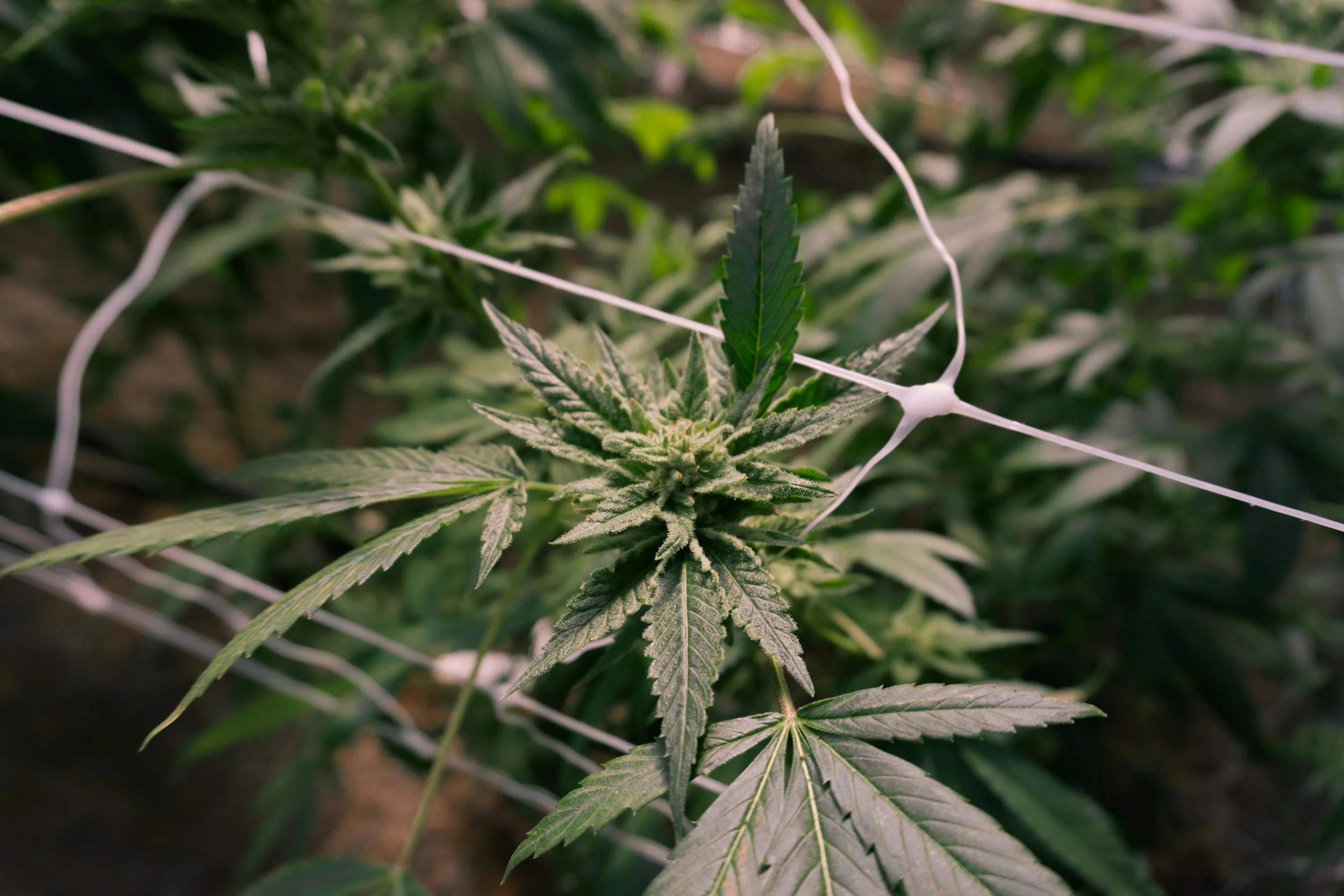 A close-up of a cannabis plant with green leaves and a flowering bud, surrounded by a white netting for training or support.