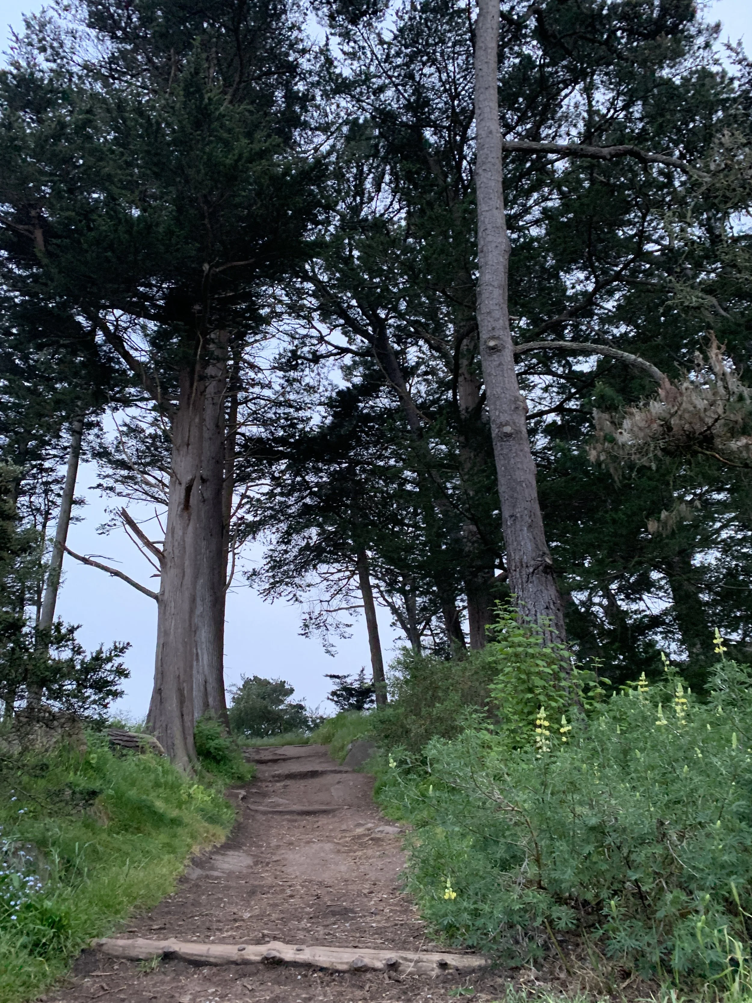 Outdoors San Francisco, SF, Bay Area, Ocean Beach, Golden Gate Park, GGP, Therapy, Movement Therapy, Momentum Therapy, Climb, Walk, Walking, Walk and Talk, Talking, Climbing Therapy, Walk and Talk Therapy, Outside, Outer Sunset, Sunset District