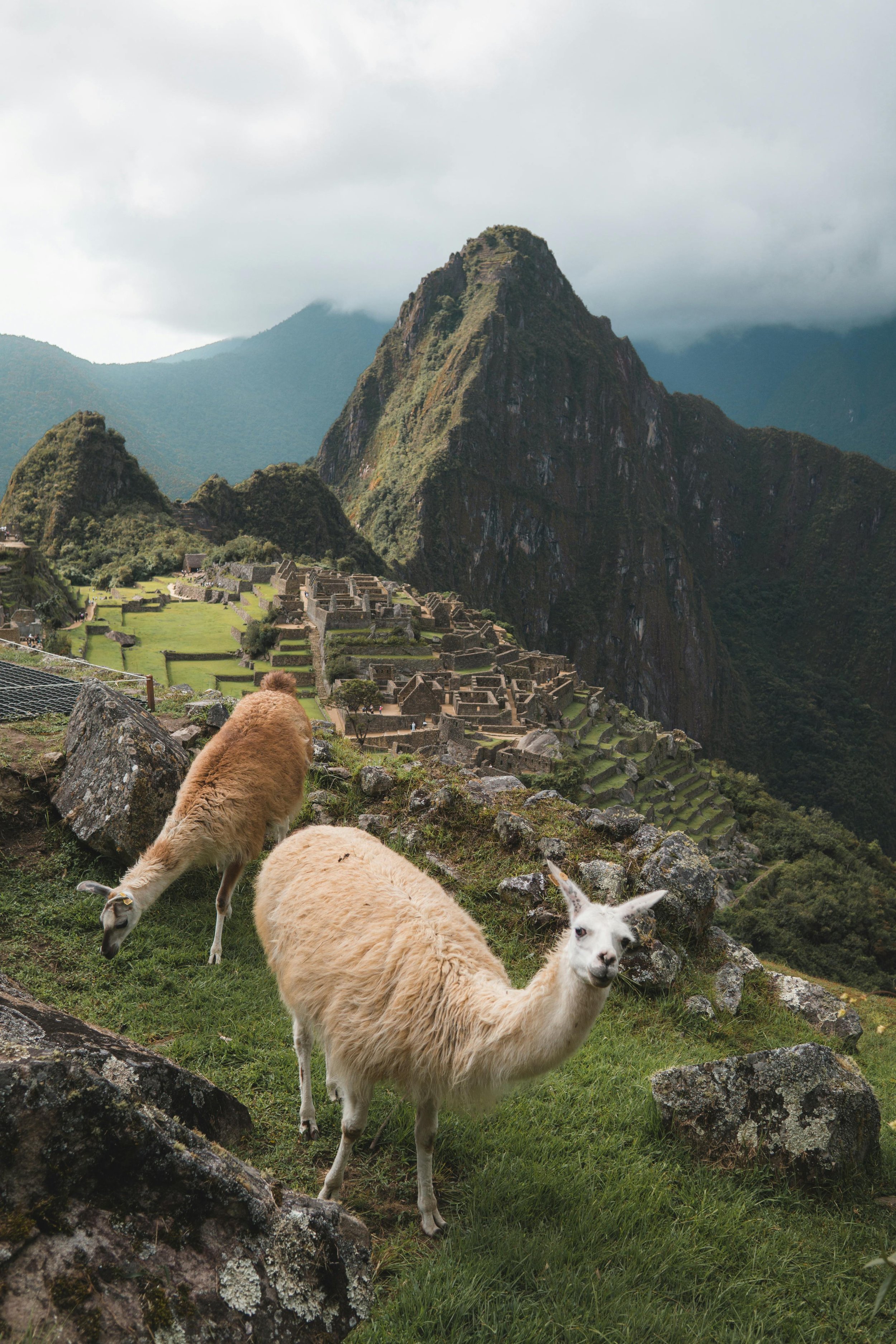 Llamas grazing on grassy terrain with Machu Picchu ruins and mountains in the background.