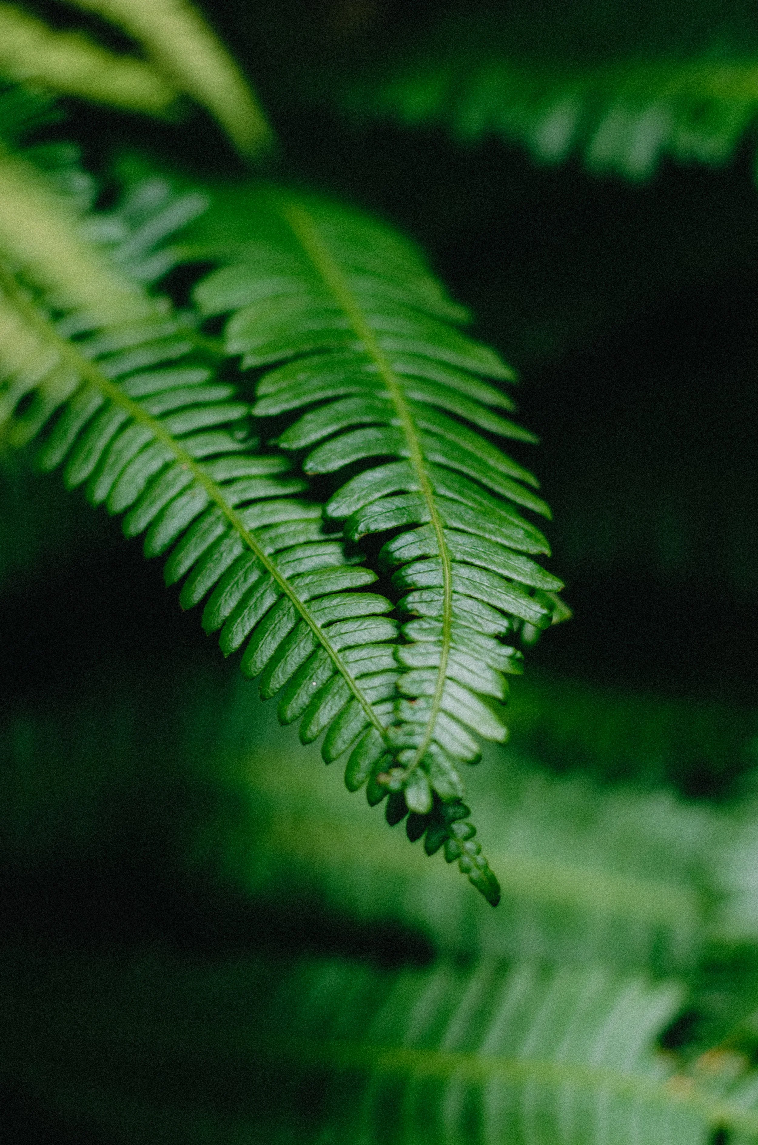 Close-up of a green fern leaf with detailed leaflets and a dark background.