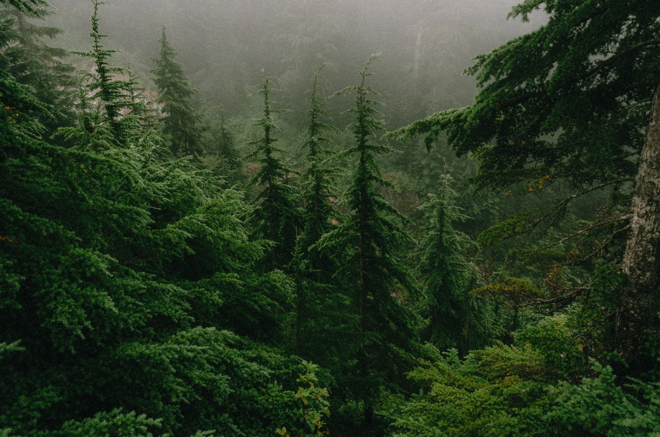 A foggy forest scene with tall, green trees and lush foliage.