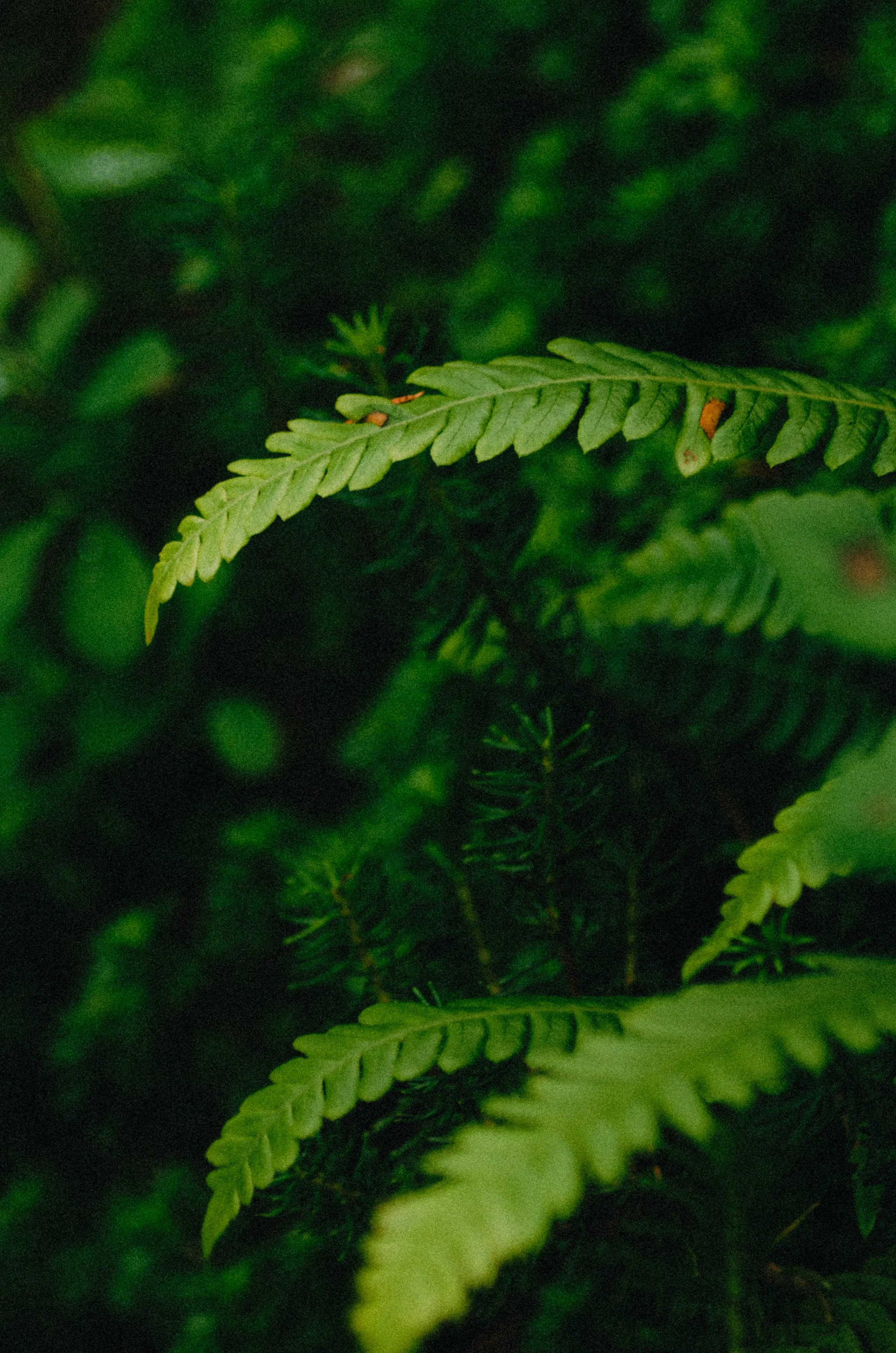Close-up of green fern leaves in a dense forest with dark background.