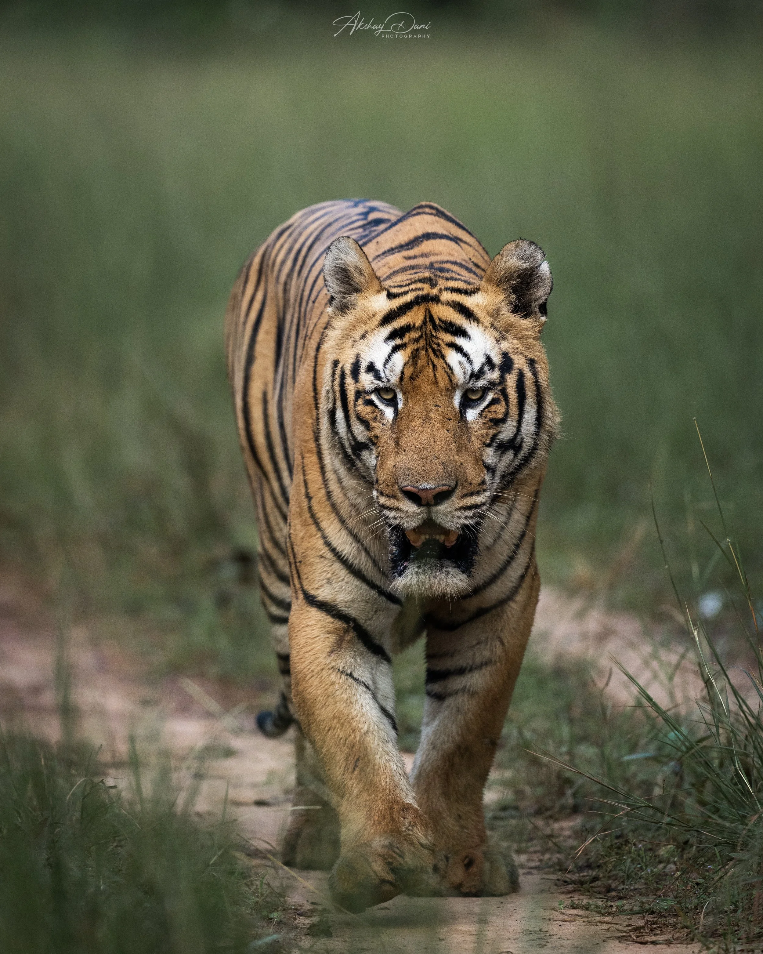 A tiger walking toward the camera on a narrow dirt path in a grassy area.