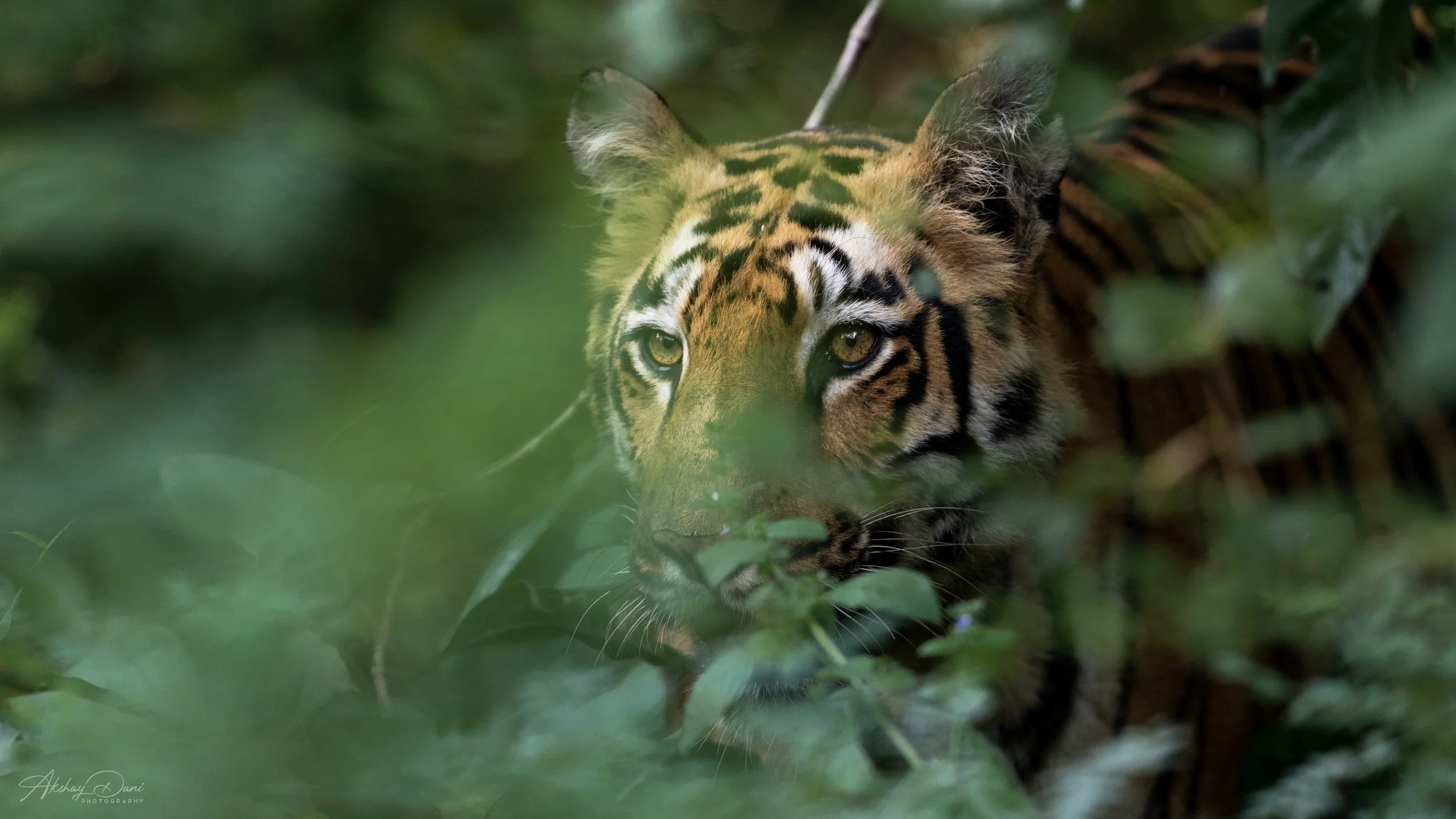 A tiger peeking through dense green foliage in a jungle environment.