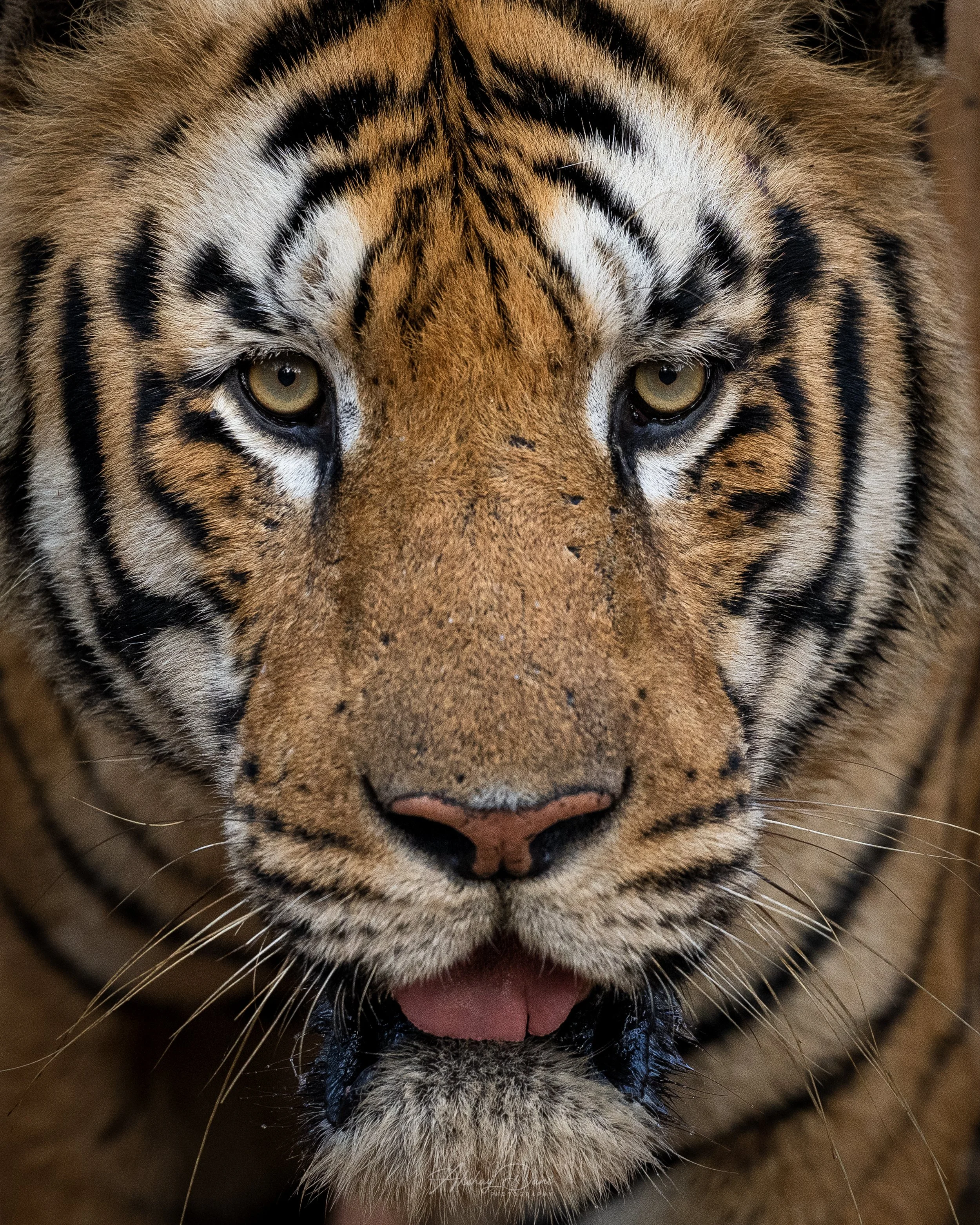 A close-up of a tiger's face showing its yellow eyes, orange fur with black stripes, and pink tongue slightly sticking out.