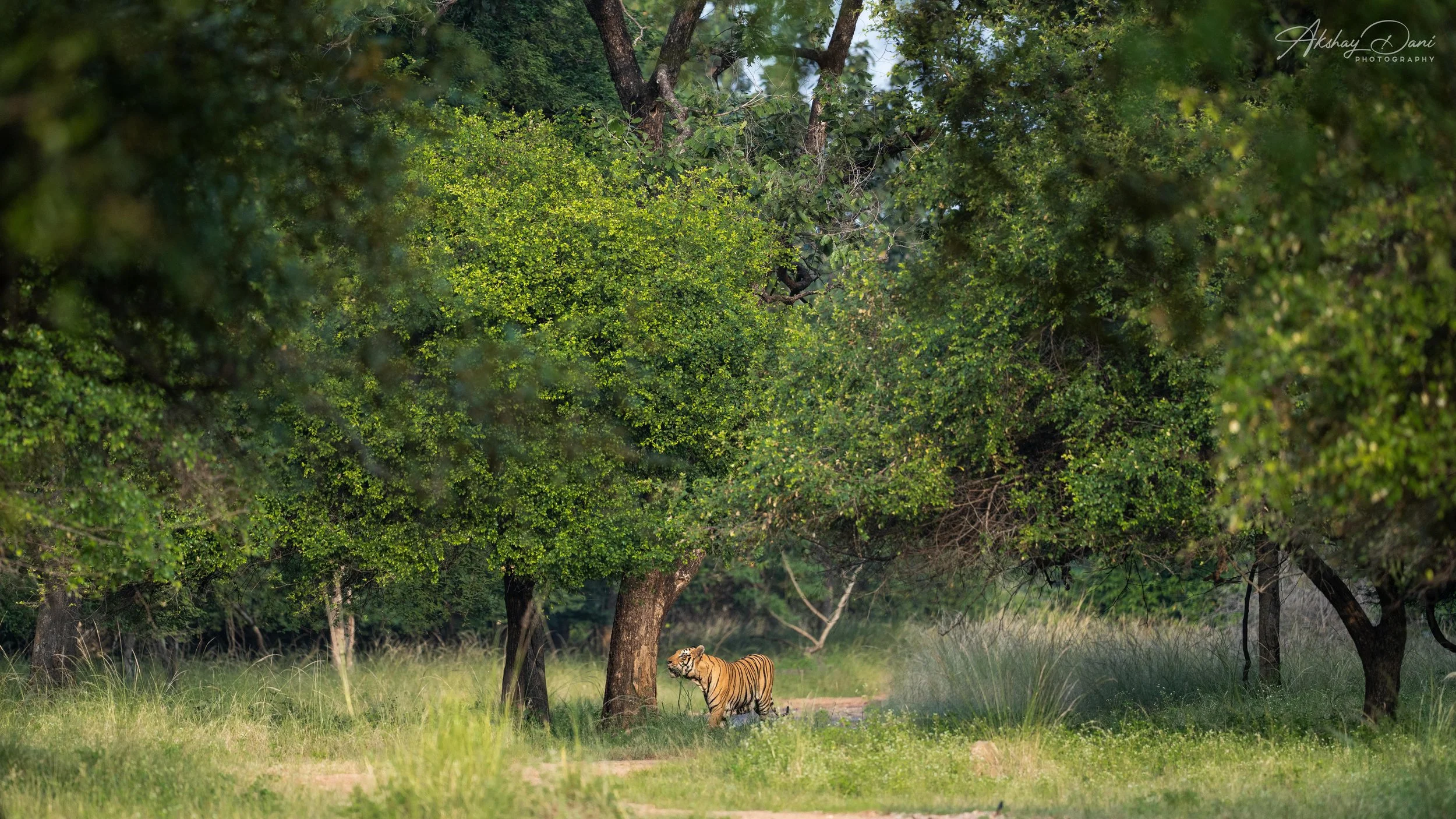 A tiger walking in a forest clearing with green trees and grass, sunlight filtering through the foliage.