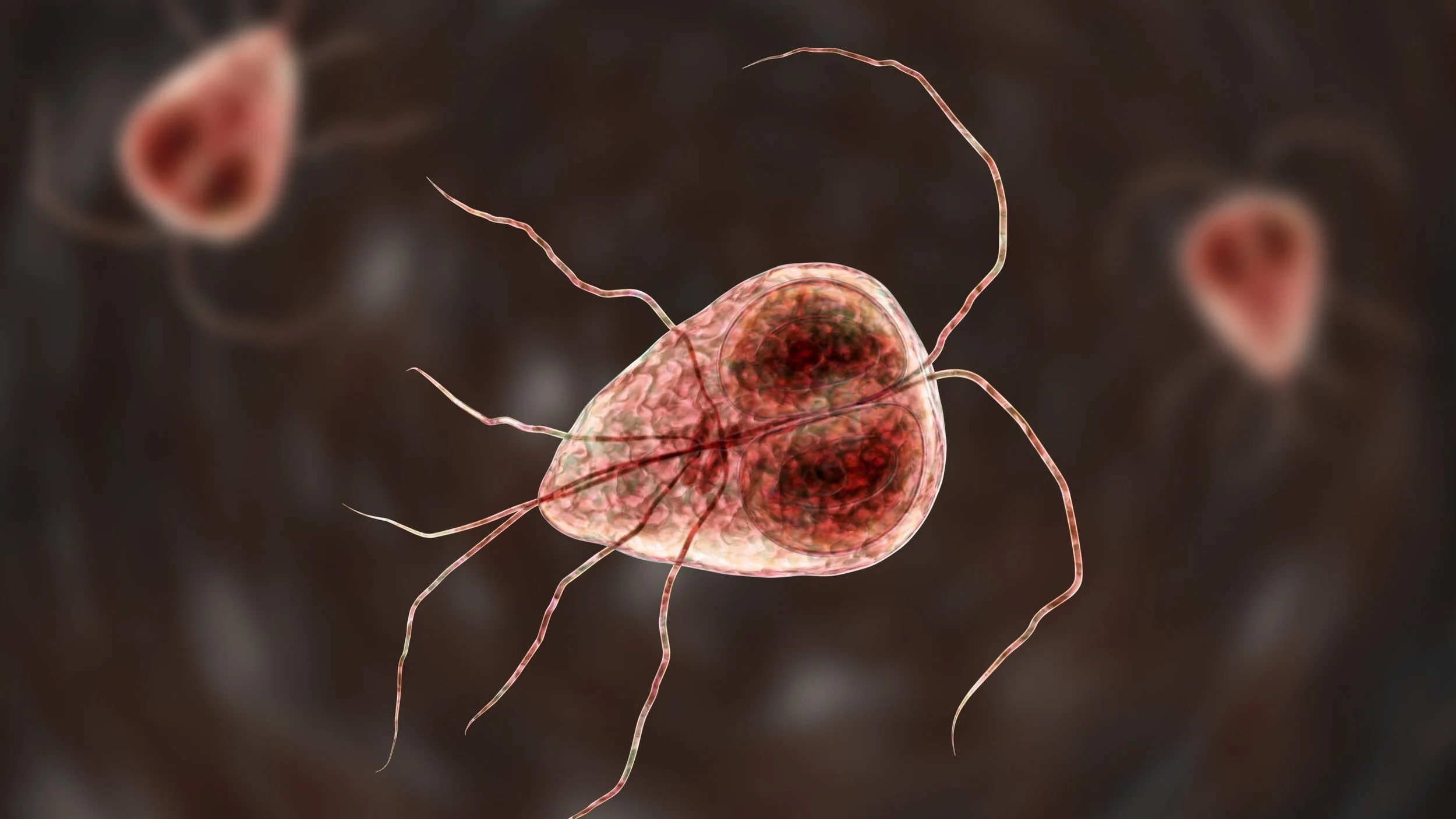 Why parasites are NOT the cause of cancer: Geography, history and biochemistry