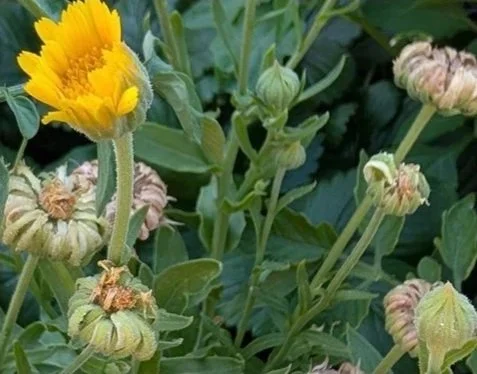 Calendula - Herbal Monograph Series