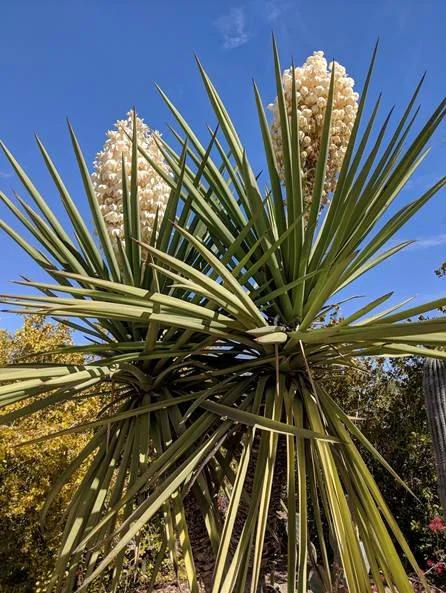 Yucca - Herbal Monograph Series