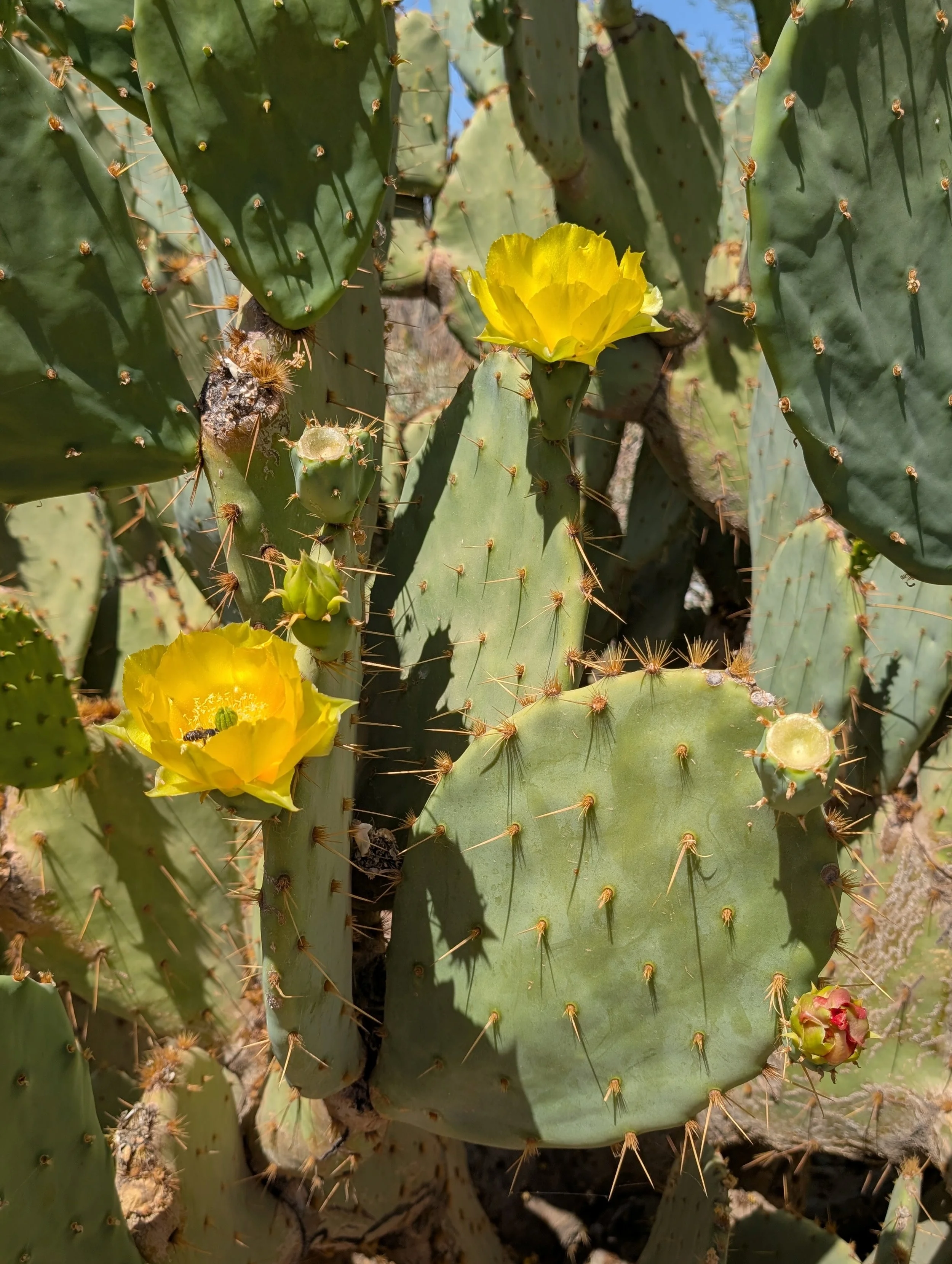 Prickly Pear - Herbal Monograph Series