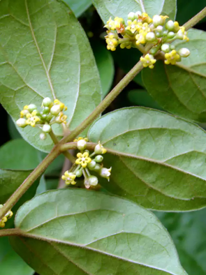 Gymnema - Herbal Monograph Series 