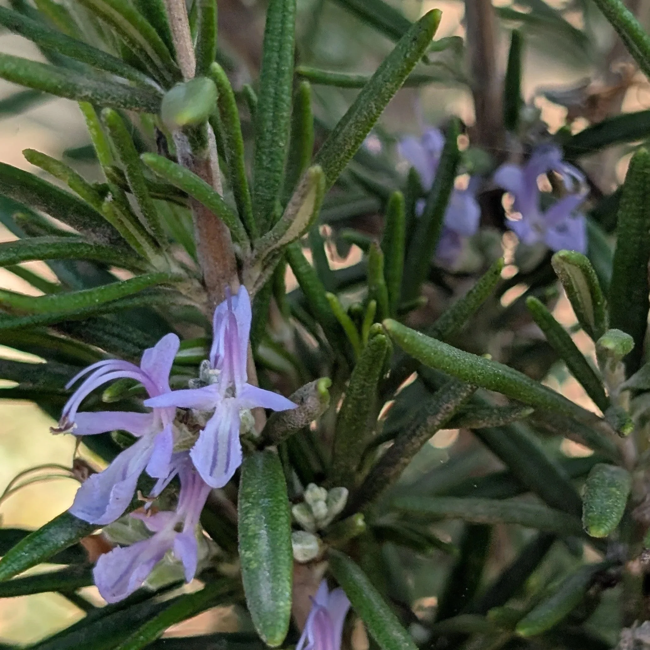 Rosemary - Herbal Monograph Series 