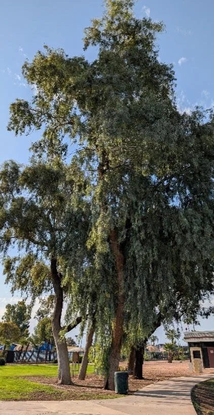 Eucalyptus - Herbal Monograph Series