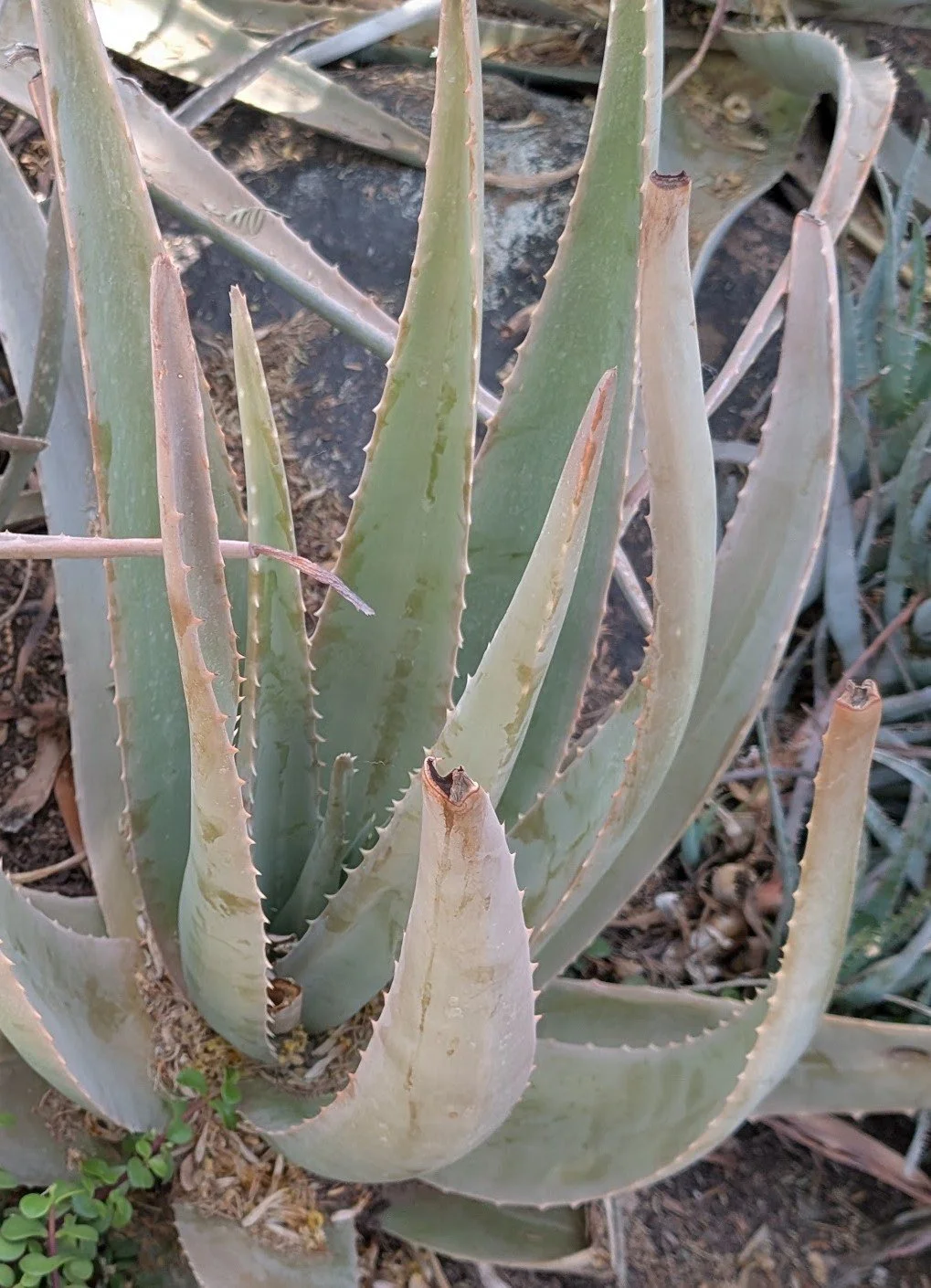 Aloe - Herbal Monograph Series 