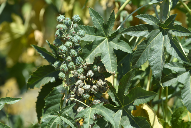 Castor Oil - Herbal Monograph Series