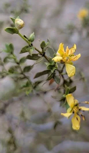 Creosote - Herbal Monograph Series