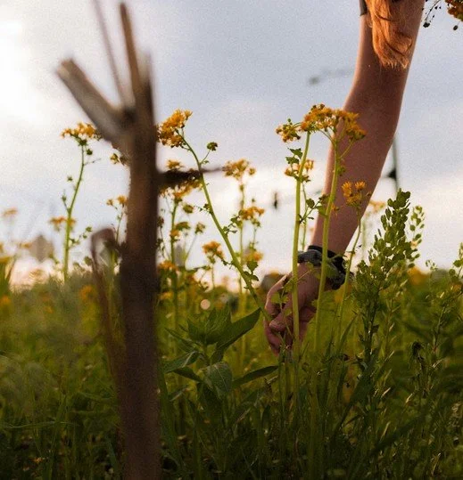 Eine Hand, die eine Blume in einem Feld pflückt, bei Sonnenuntergang.