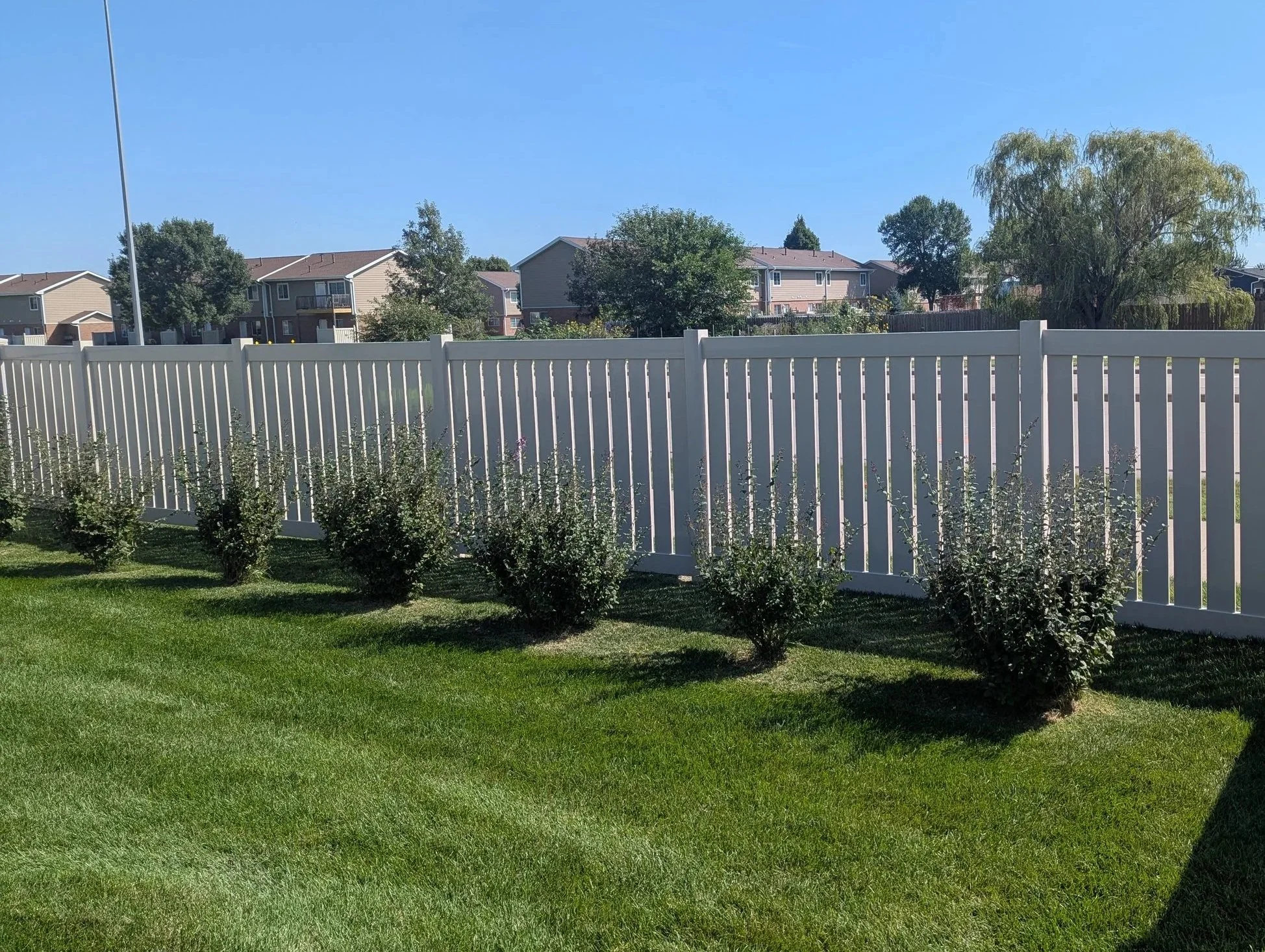 A backyard with a neatly mowed green lawn, a white vinyl fence, and a row of small shrubs. In the background are multiple houses and trees under a clear blue sky.