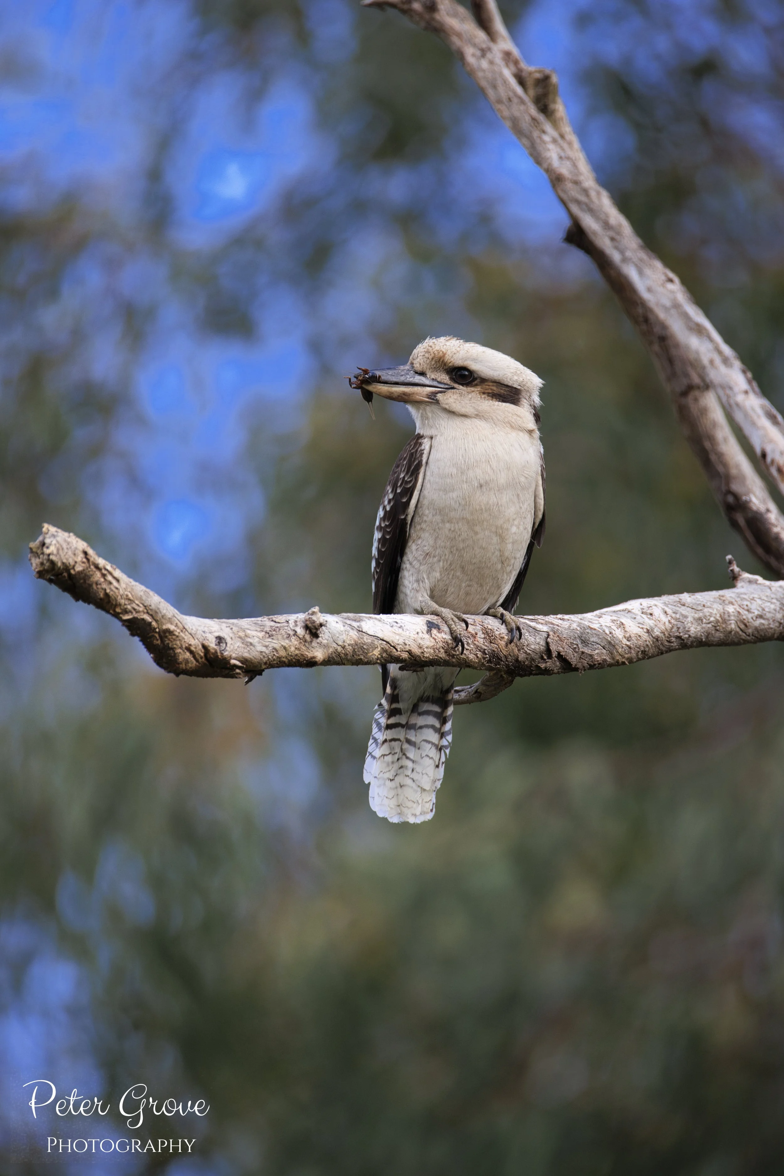 Kookaburra