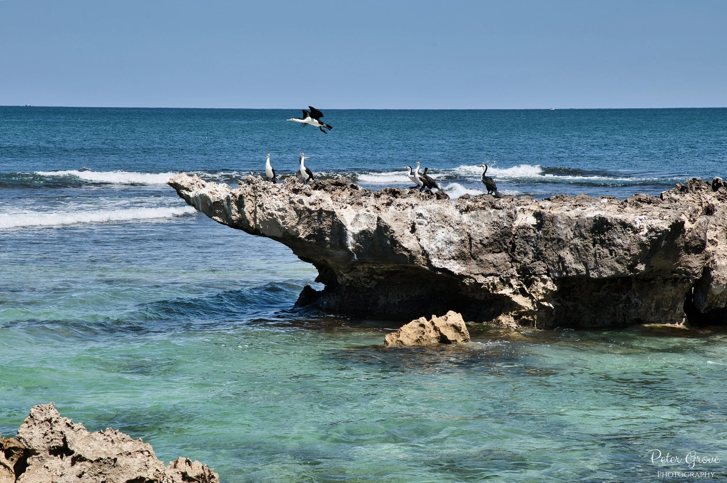 Shags on a rock