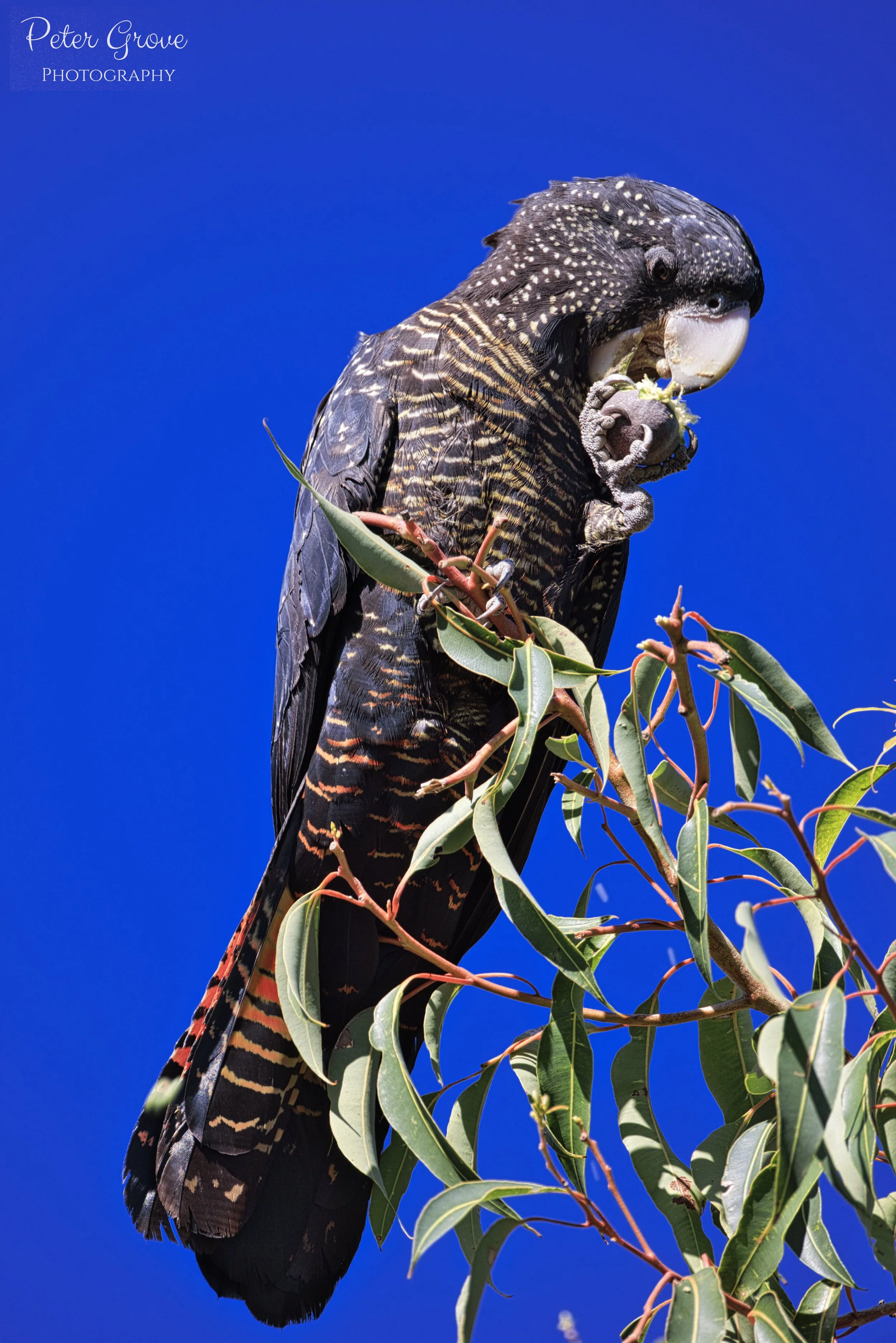 Red Tailed Black Cockatoo