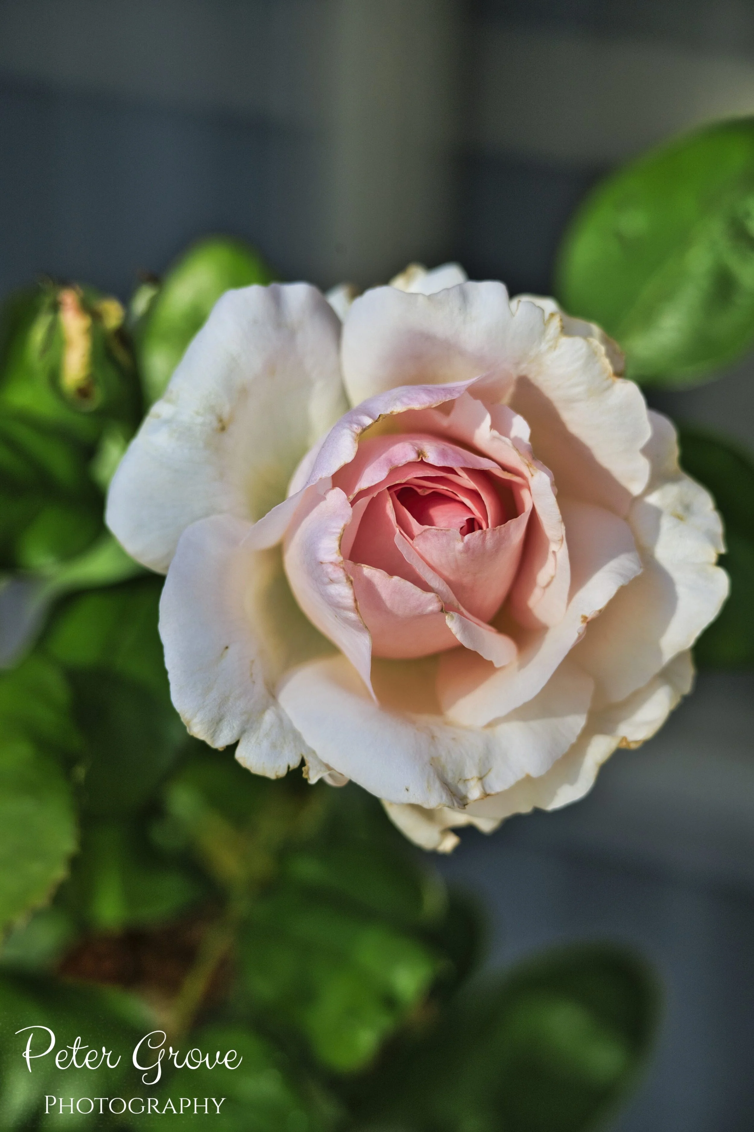 IMG_2487-LR-WM-V.jpg