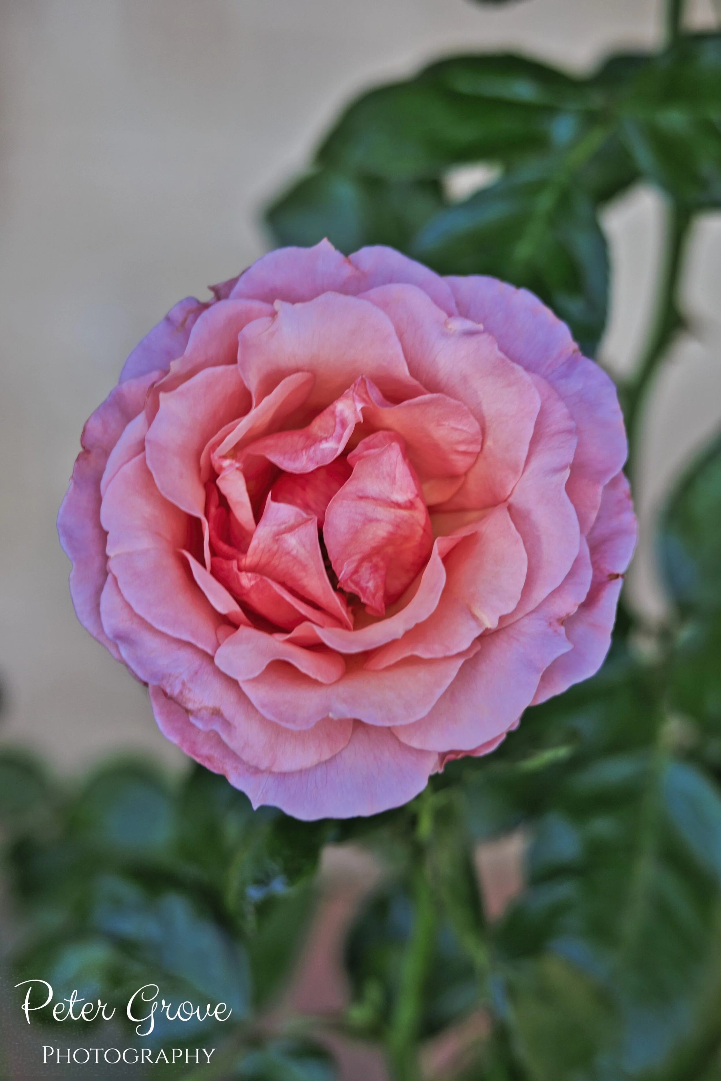 IMG_2486-LR-WM-V.jpg