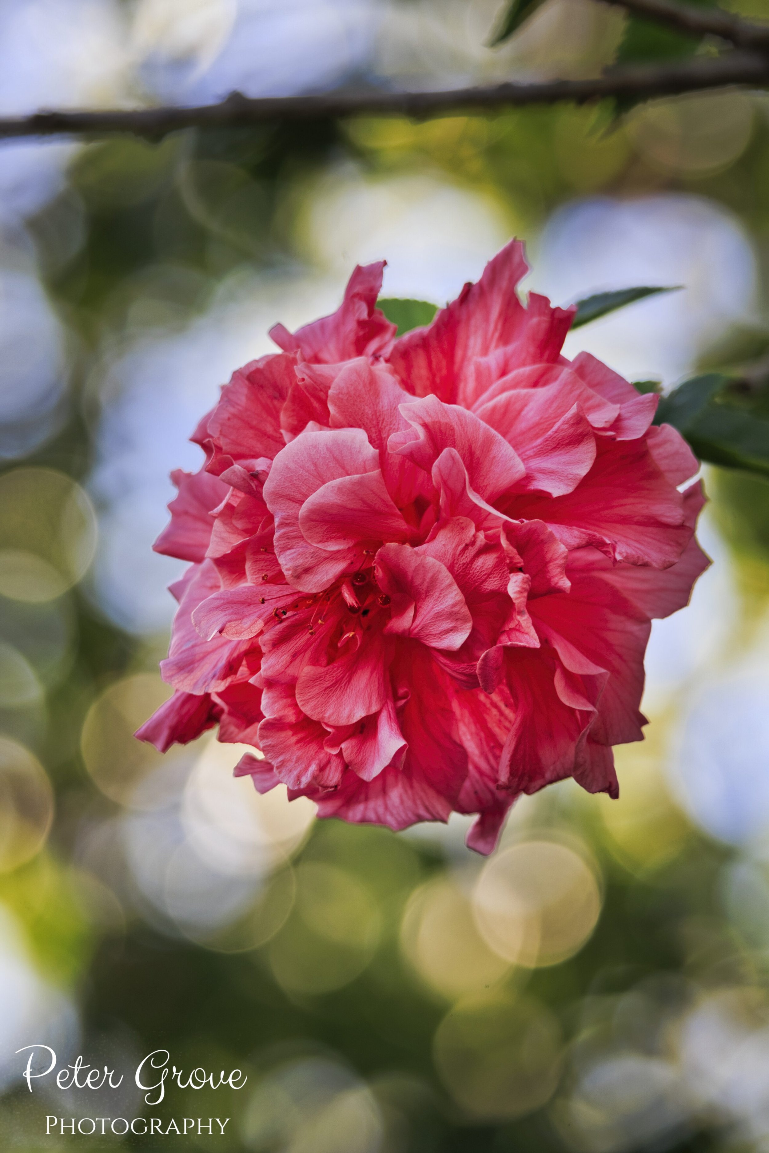 IMG_2485-LR-WM-V.jpg
