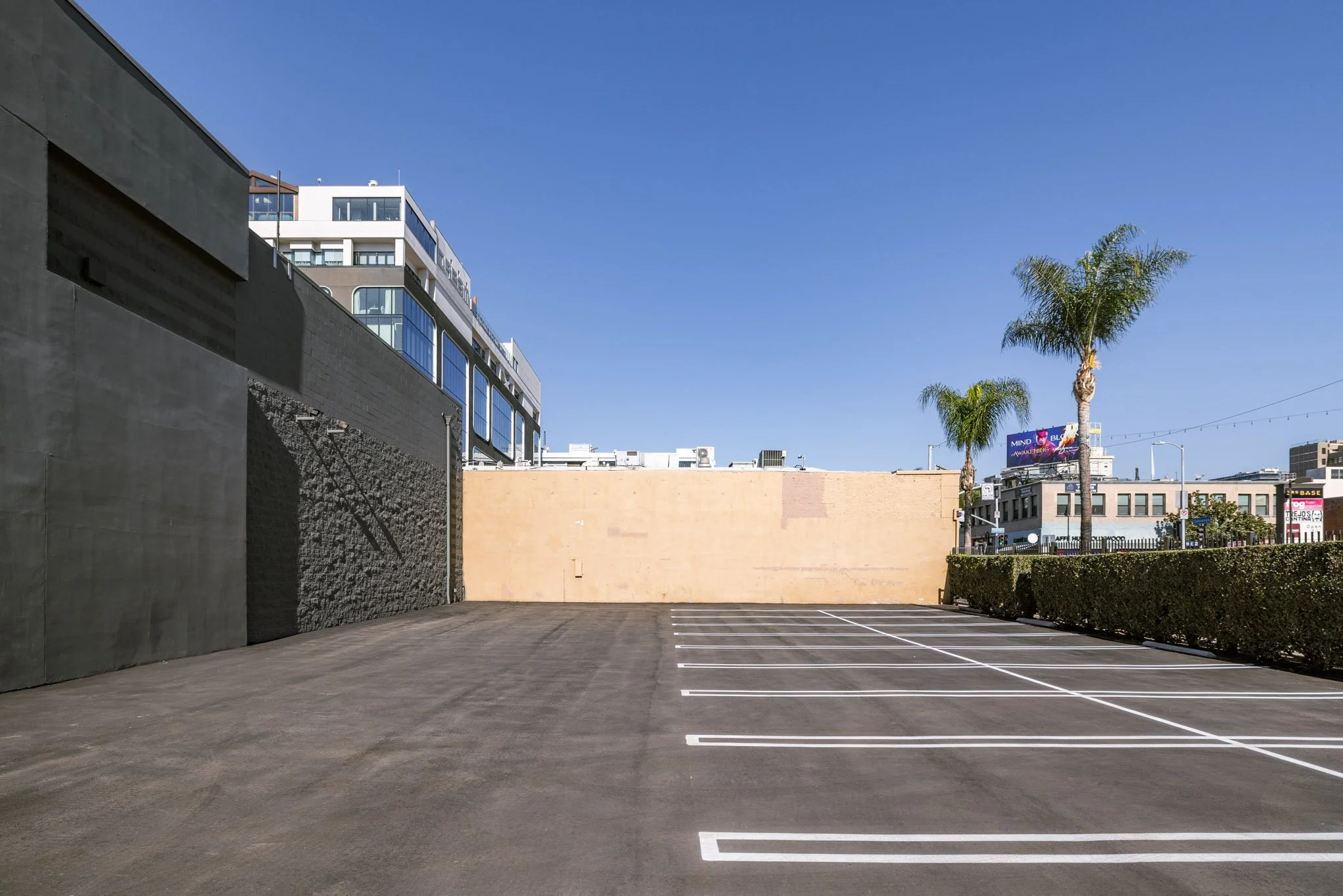 Empty parking lot with white lines, bordered by a black hedge and tall palm trees under a clear blue sky, with city buildings in the background.