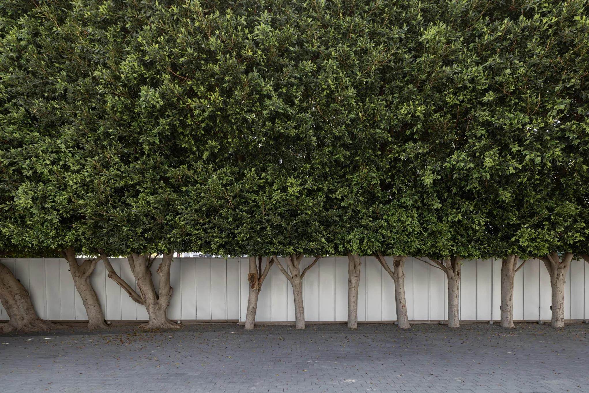 Line of trees with dense green foliage and sturdy trunks, in front of a white fence, on a paved ground.