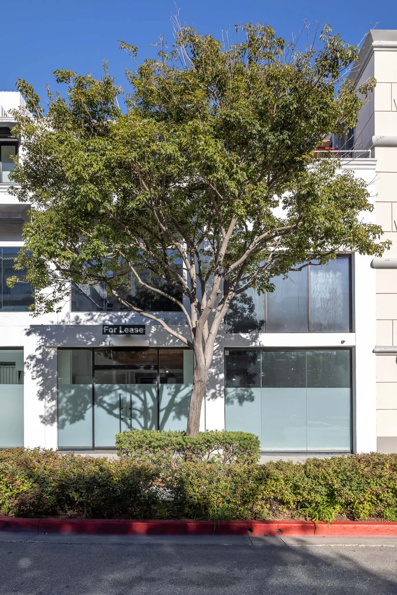 Modern white building with large glass windows, a tree in front, and a 'For Lease' sign on the second floor. The building is framed by a clear blue sky and greenery at the sidewalk.