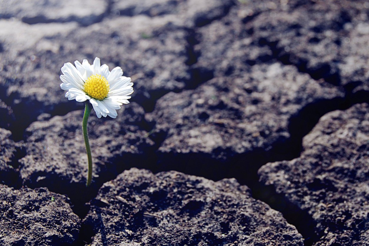 The art of resilience