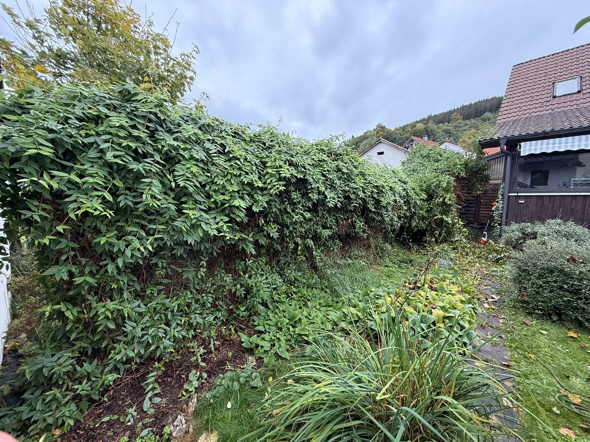 Ein Garten mit einem hohen Buchsbaumzaun, verschiedenen Pflanzen und einem Haus im Hintergrund, bewölkter Himmel