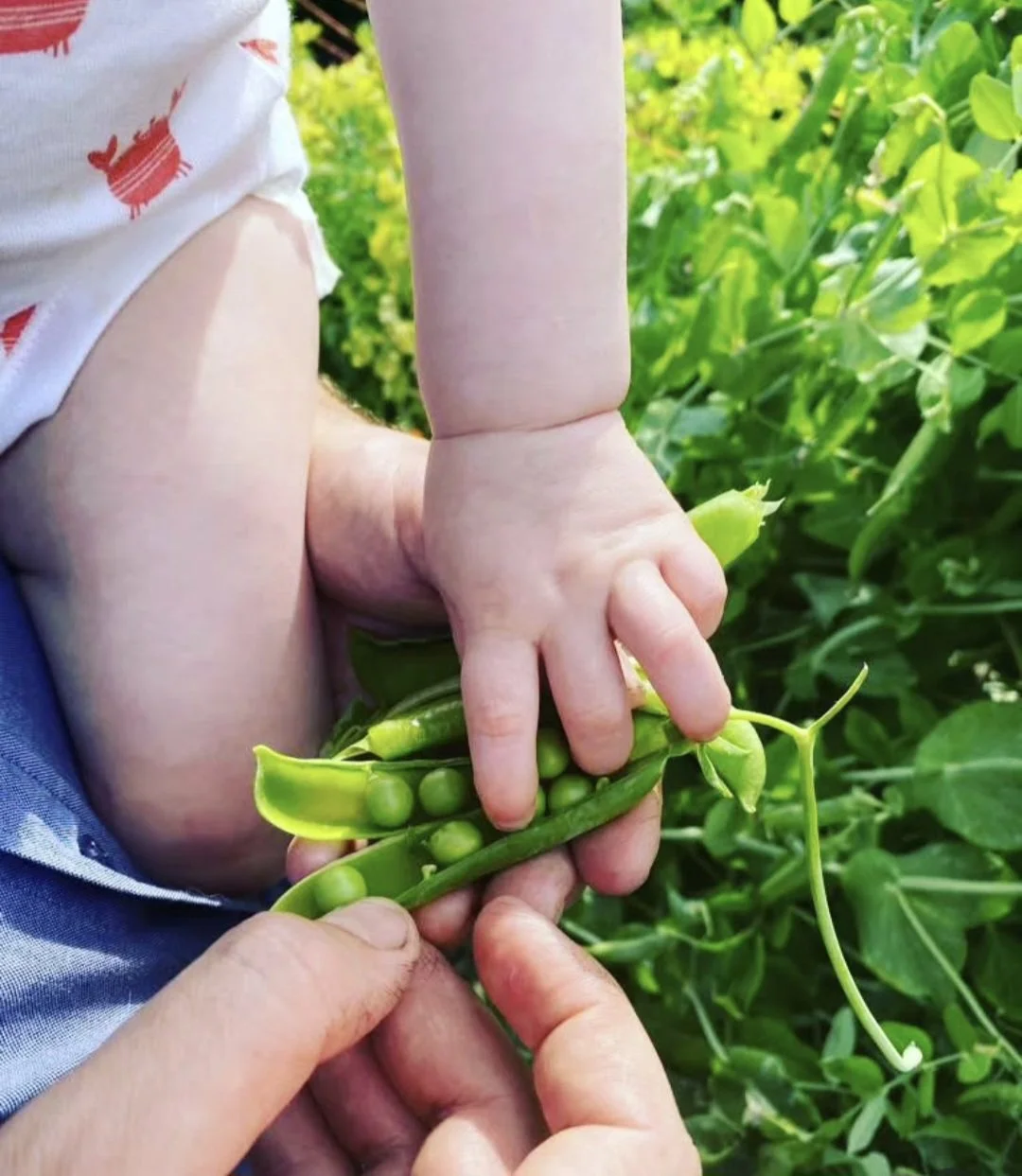 Close-up of a child's hand holding pea pods, with adult hands helping, surrounded by green pea plants in a garden.