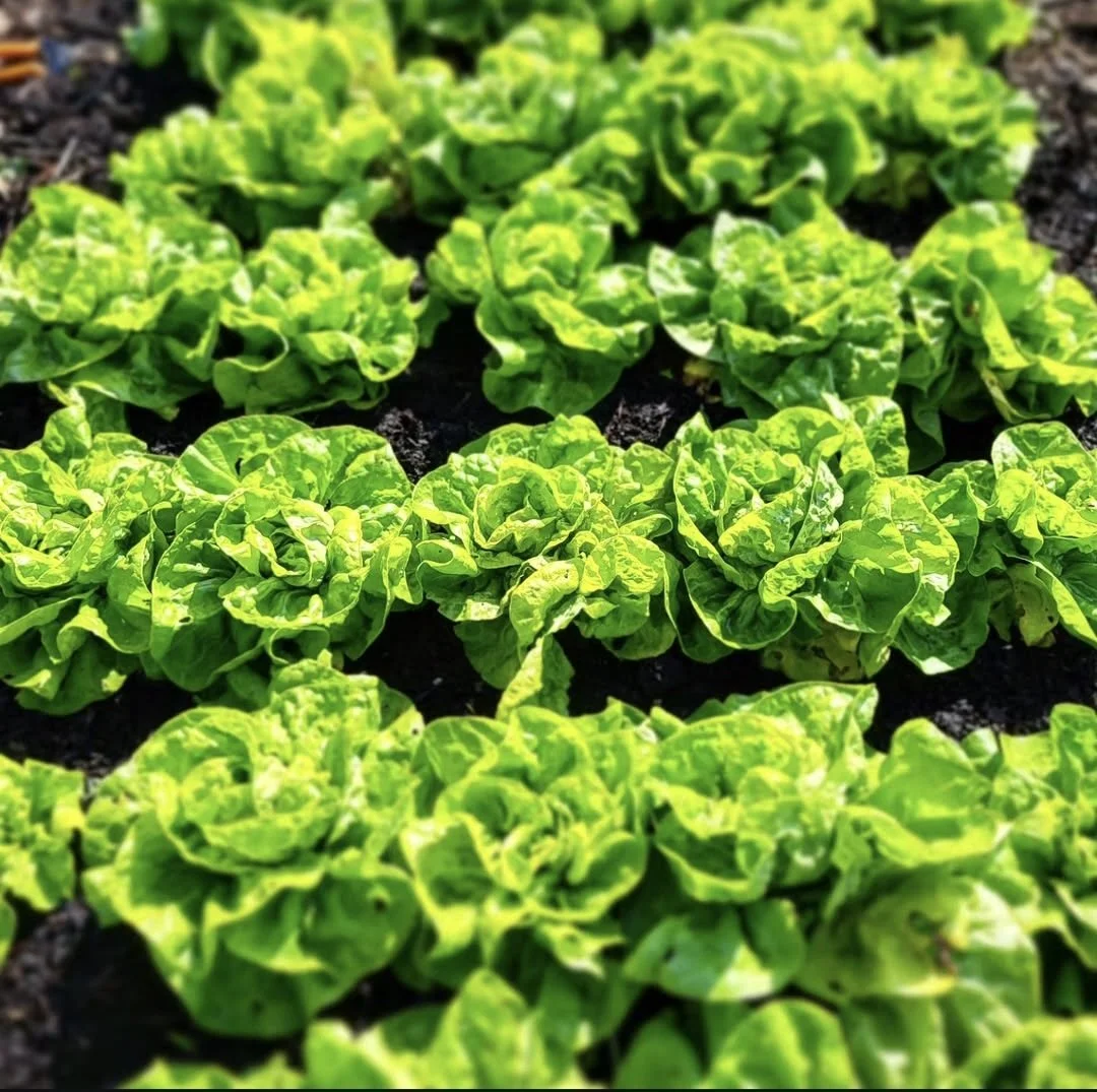 Close-up of vibrant green lettuce plants growing in dark soil