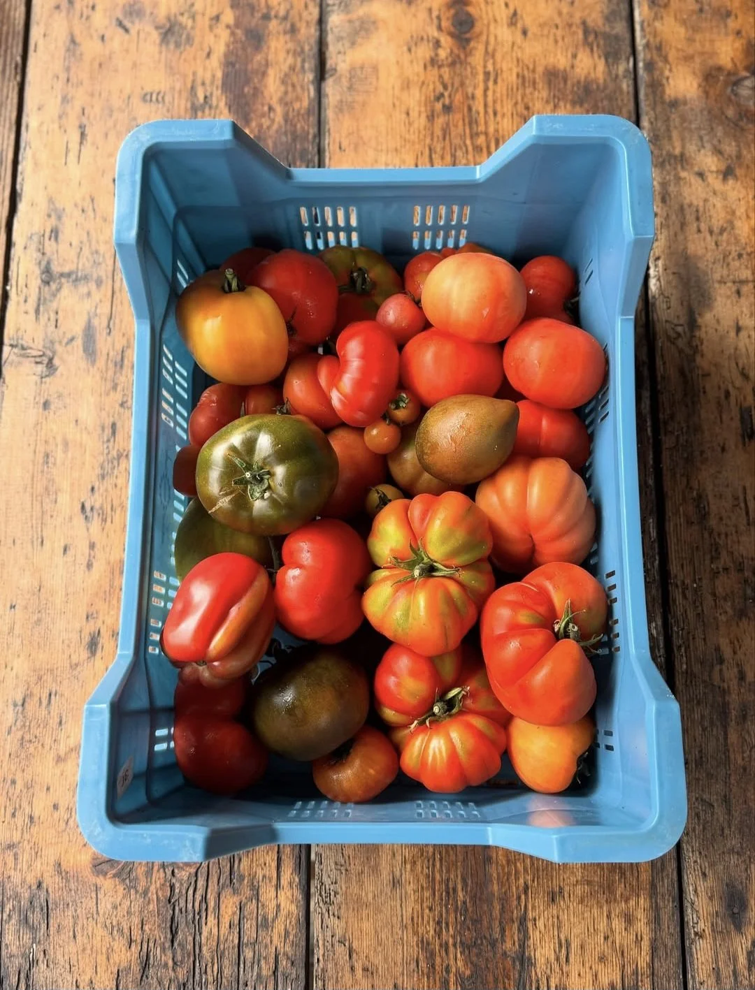 A blue plastic basket filled with various ripe heirloom and cherry tomatoes on a rustic wooden surface.