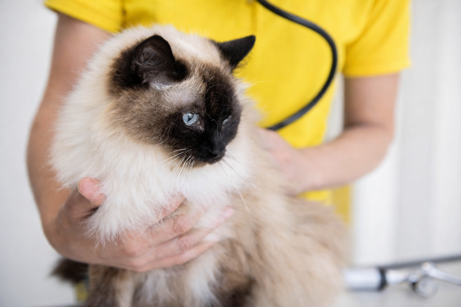 Eine Katze mit blauen Augen wird von einer Person gehalten.
