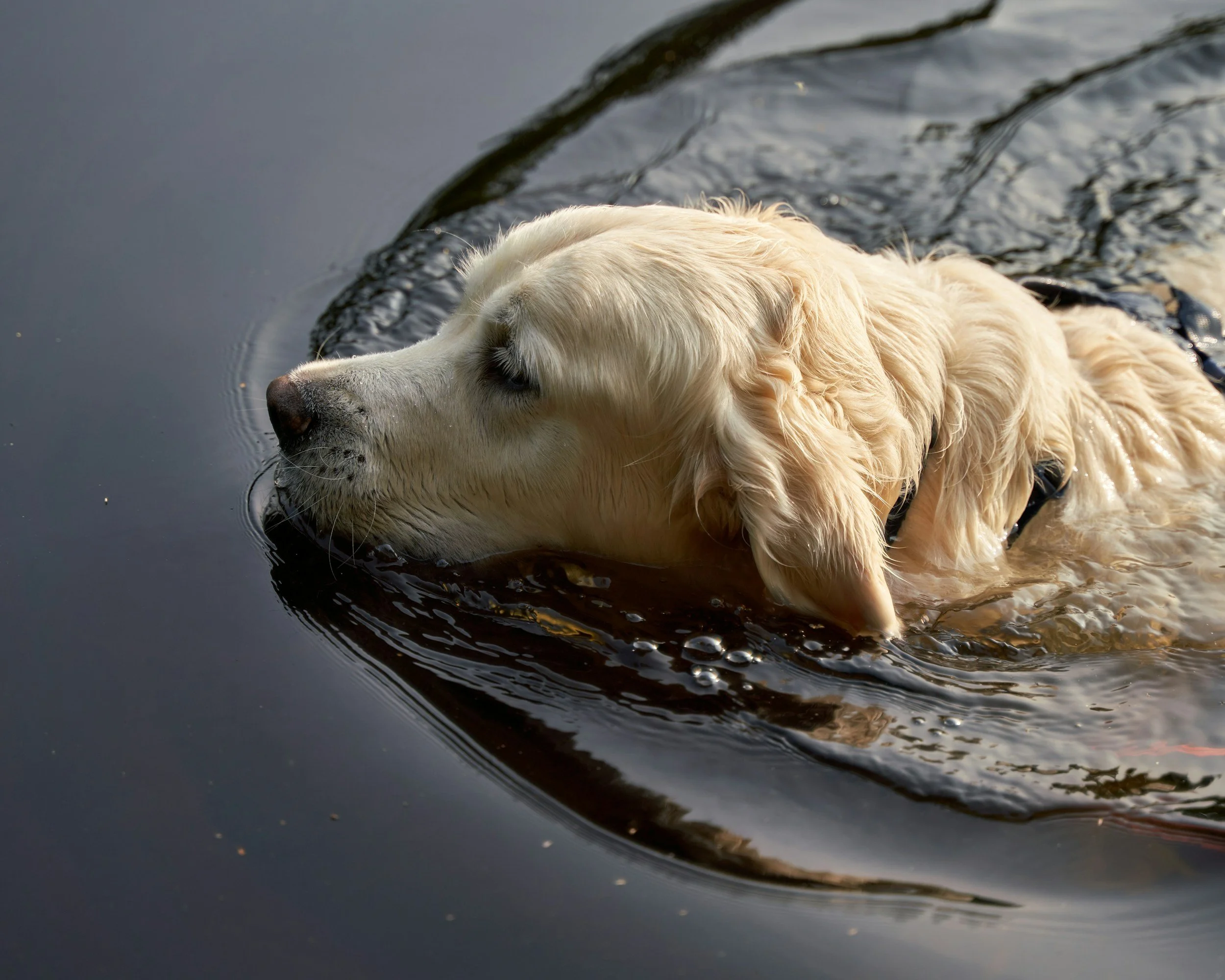 Blaualgen - wann der Badespass für Hunde gefährlich wird