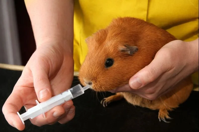 Person gibt eine Medikamenten- oder Nahrungsergänzungsspritze einem Meerschweichen.