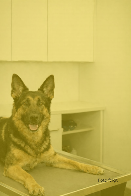 Tierärztin Martina Schweizer