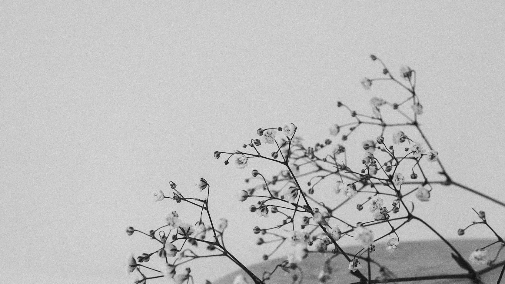 Black and white photo of delicate tiny flowers and buds on thin, tangled branches against a plain background.