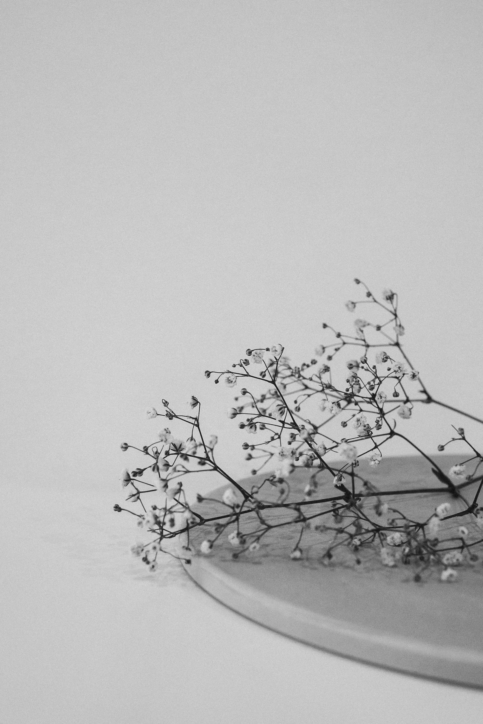 Dried baby's breath flowers on a round, white surface against a plain background.