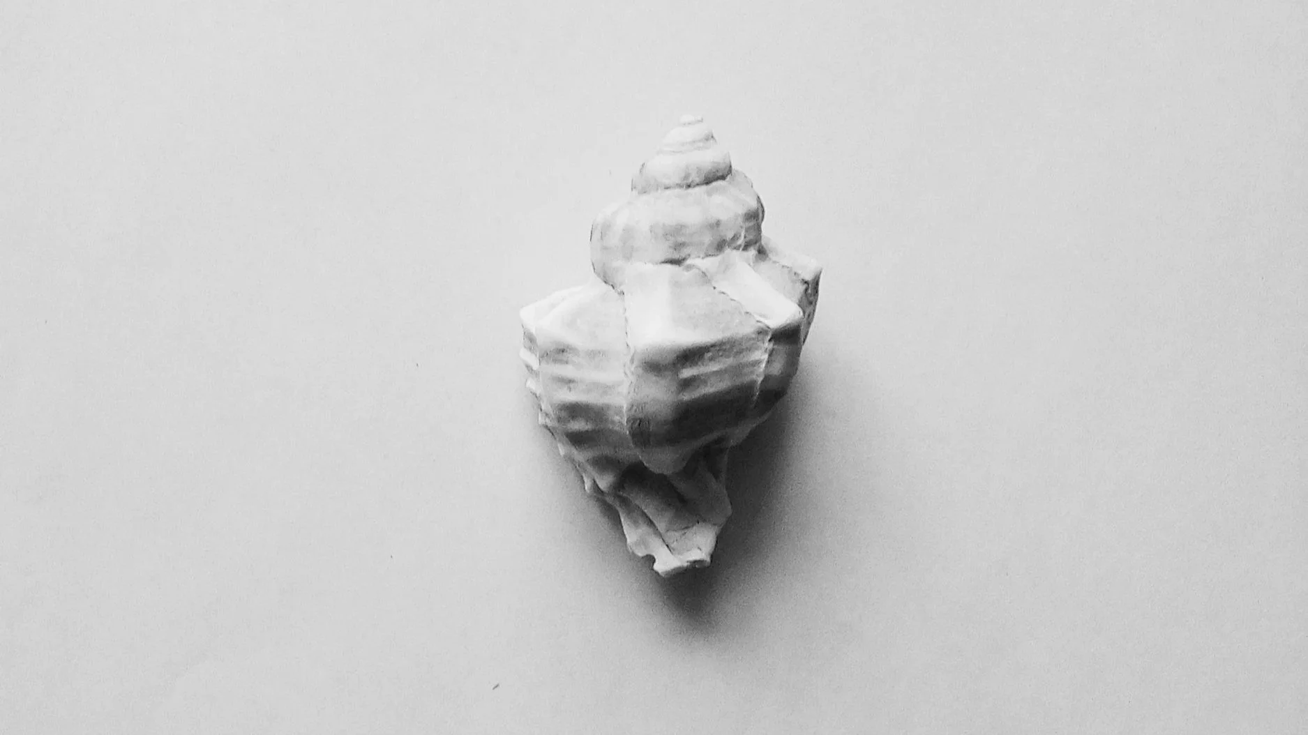 A black and white photograph of a spiral seashell on a plain light surface.