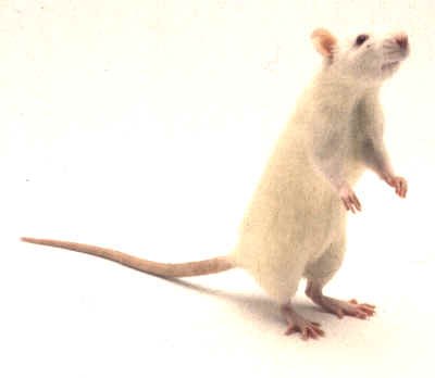 A white rat