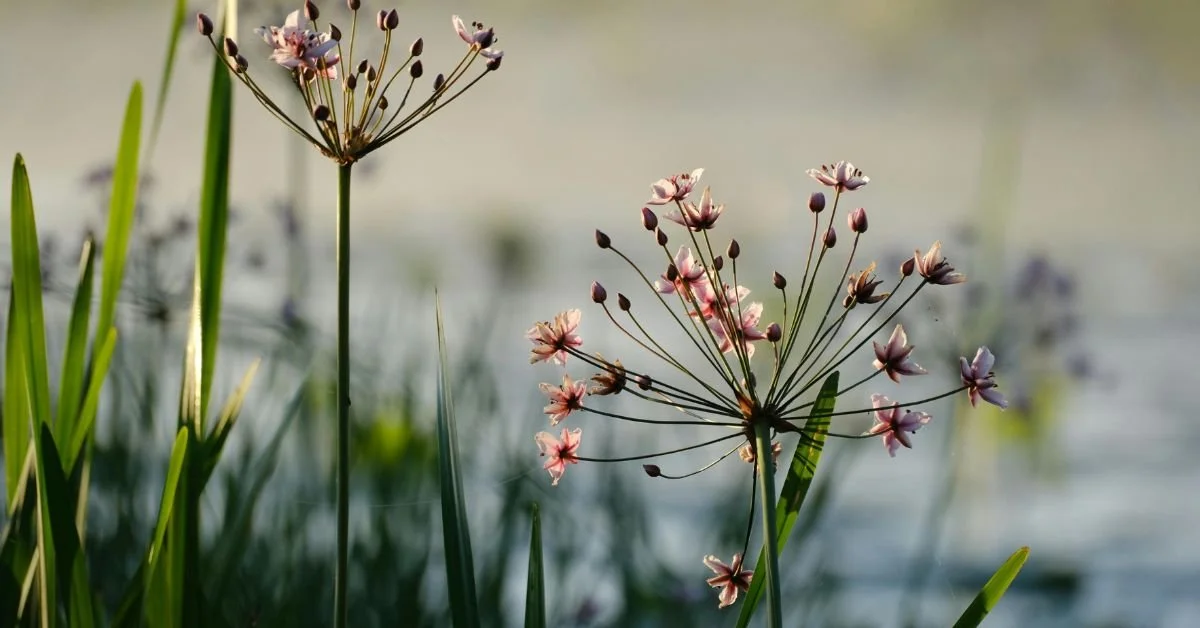 Blühende Wasserpflanzen im Uferbereich einer Wasserstelle
