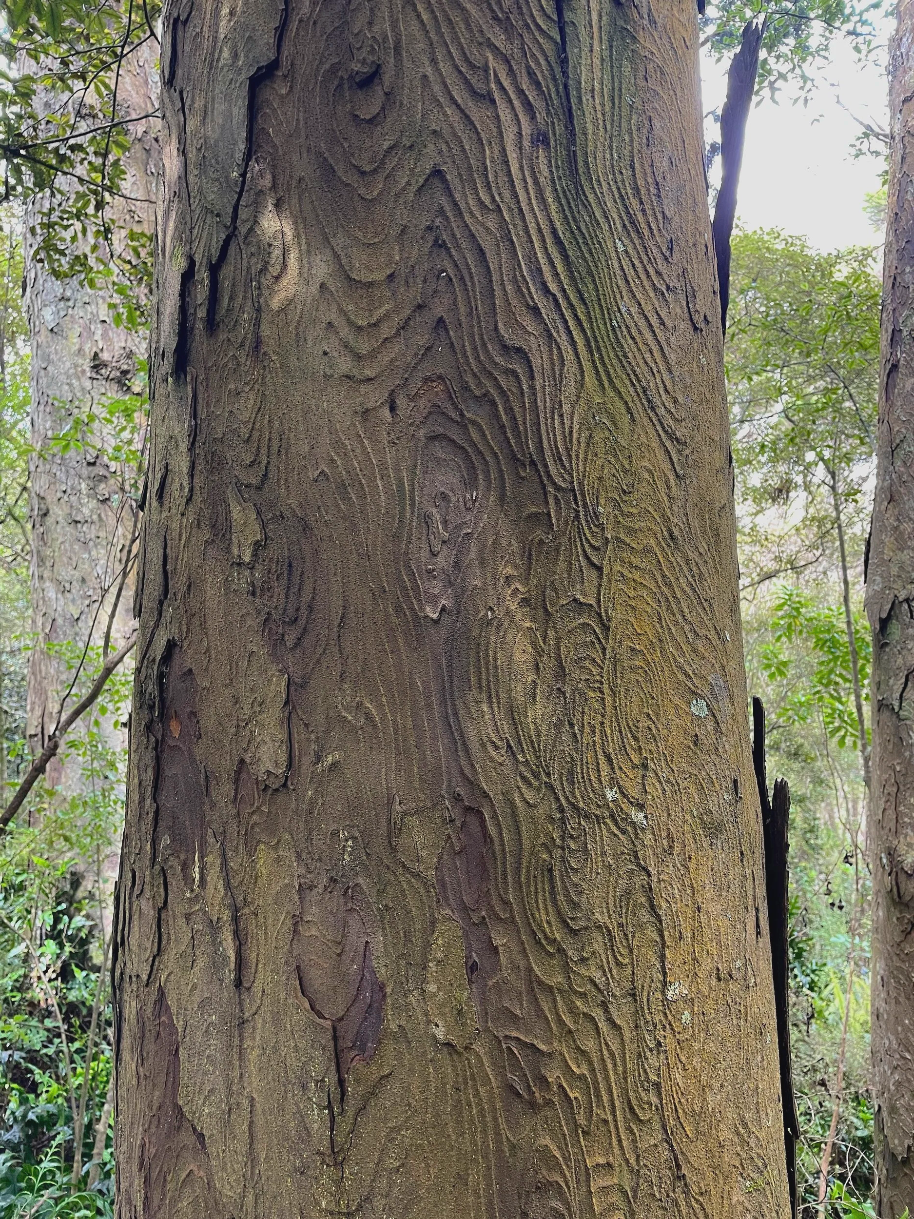 The whorls in the trunk of a rimu tree