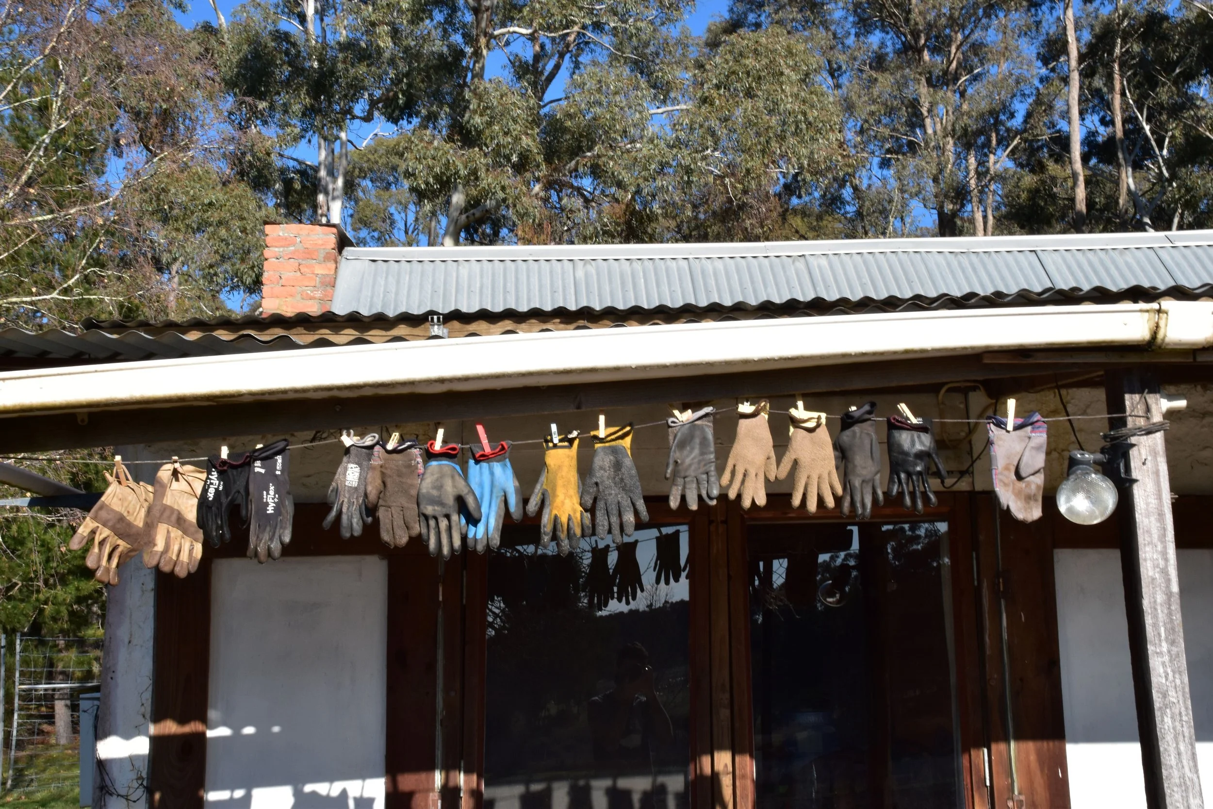 A dirt trail winding through the Fryers State Conservation Forest with tall trees and sunlight filtering through the leaves.