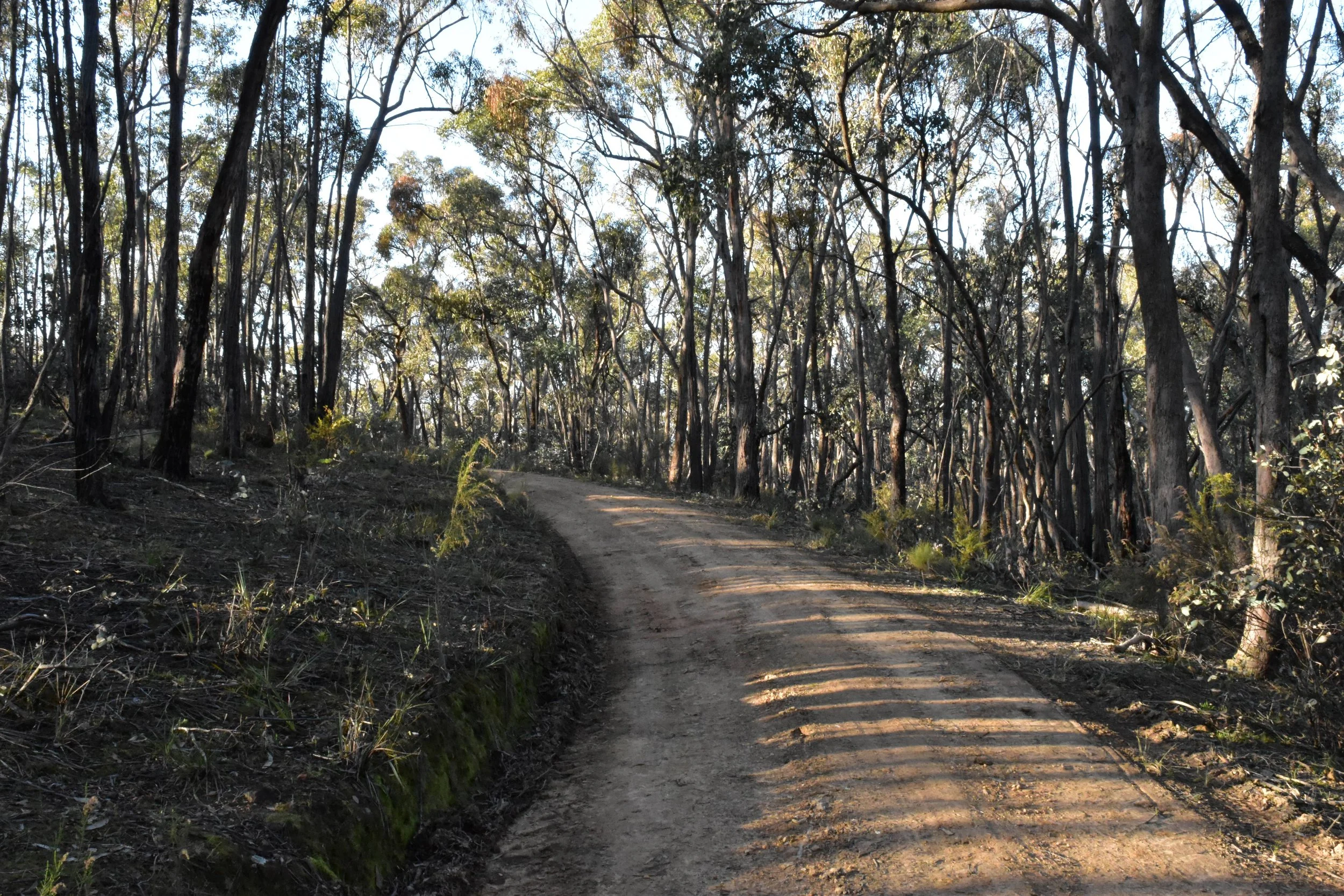 Various work gloves hanging on a clothesline outside the historic cottage (1850) at De la Beche, Taradale with trees and a cloudy sky in the background.