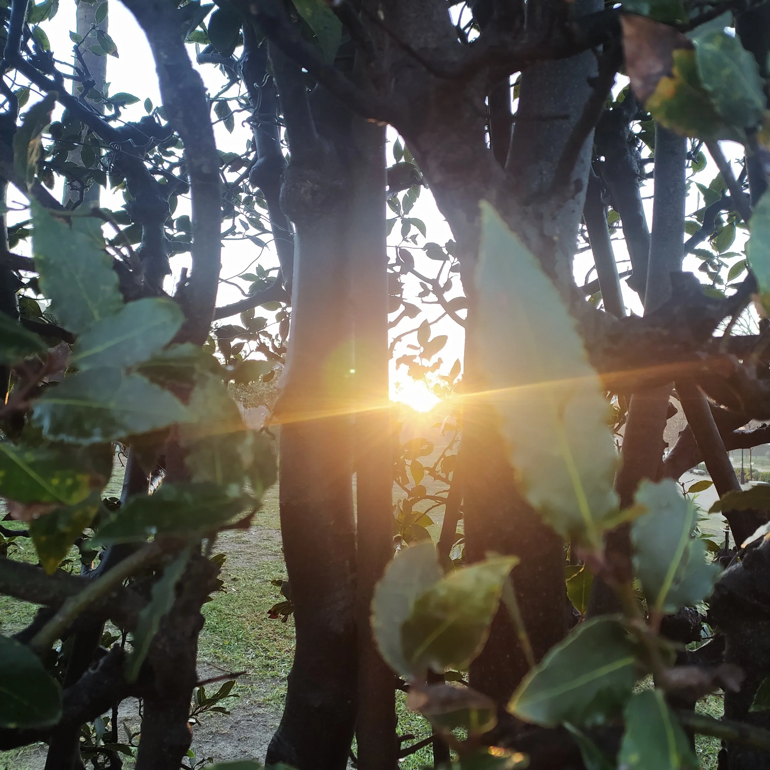 Challa cósmica de primavera