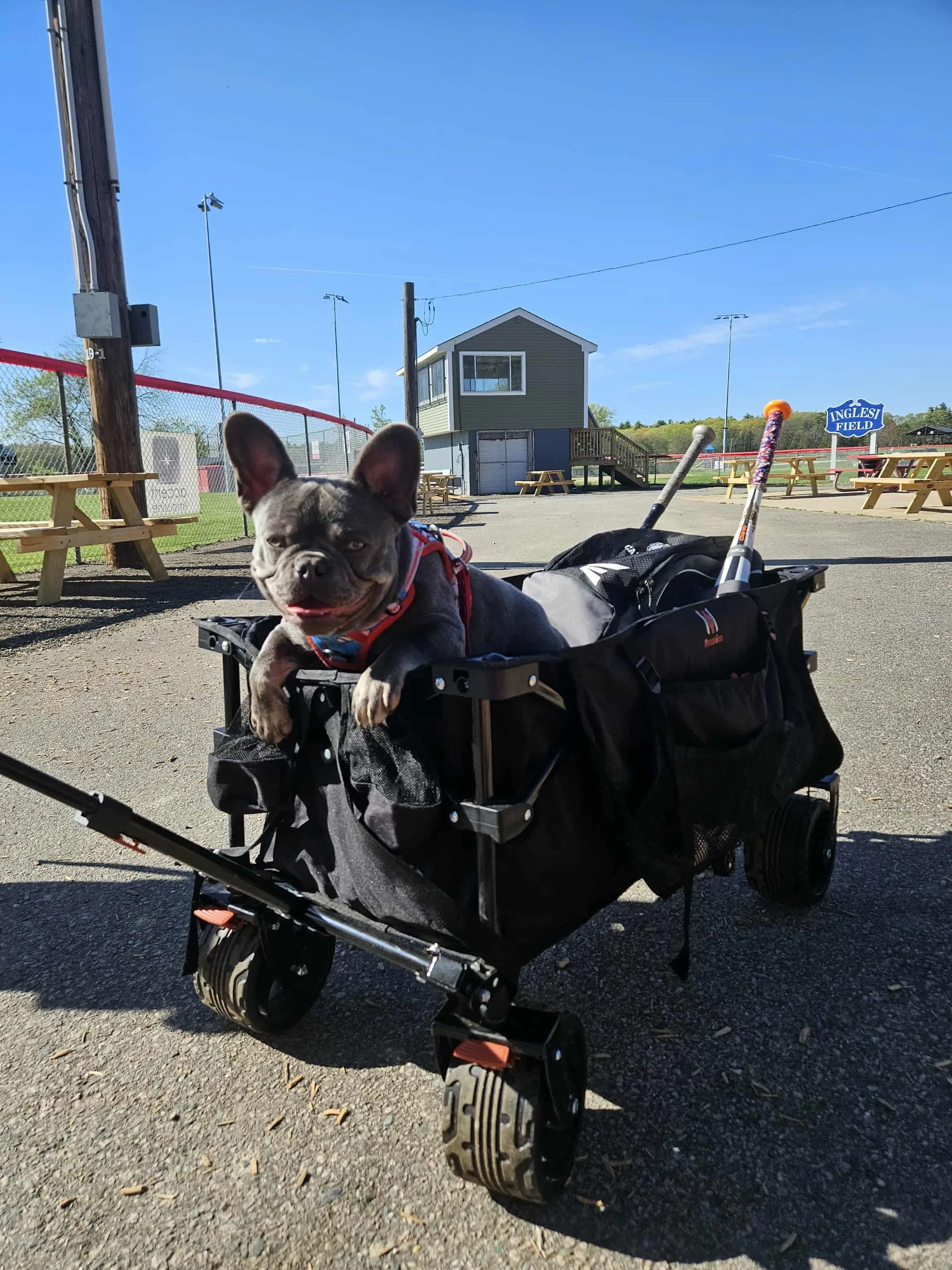 A dog on a moving box.